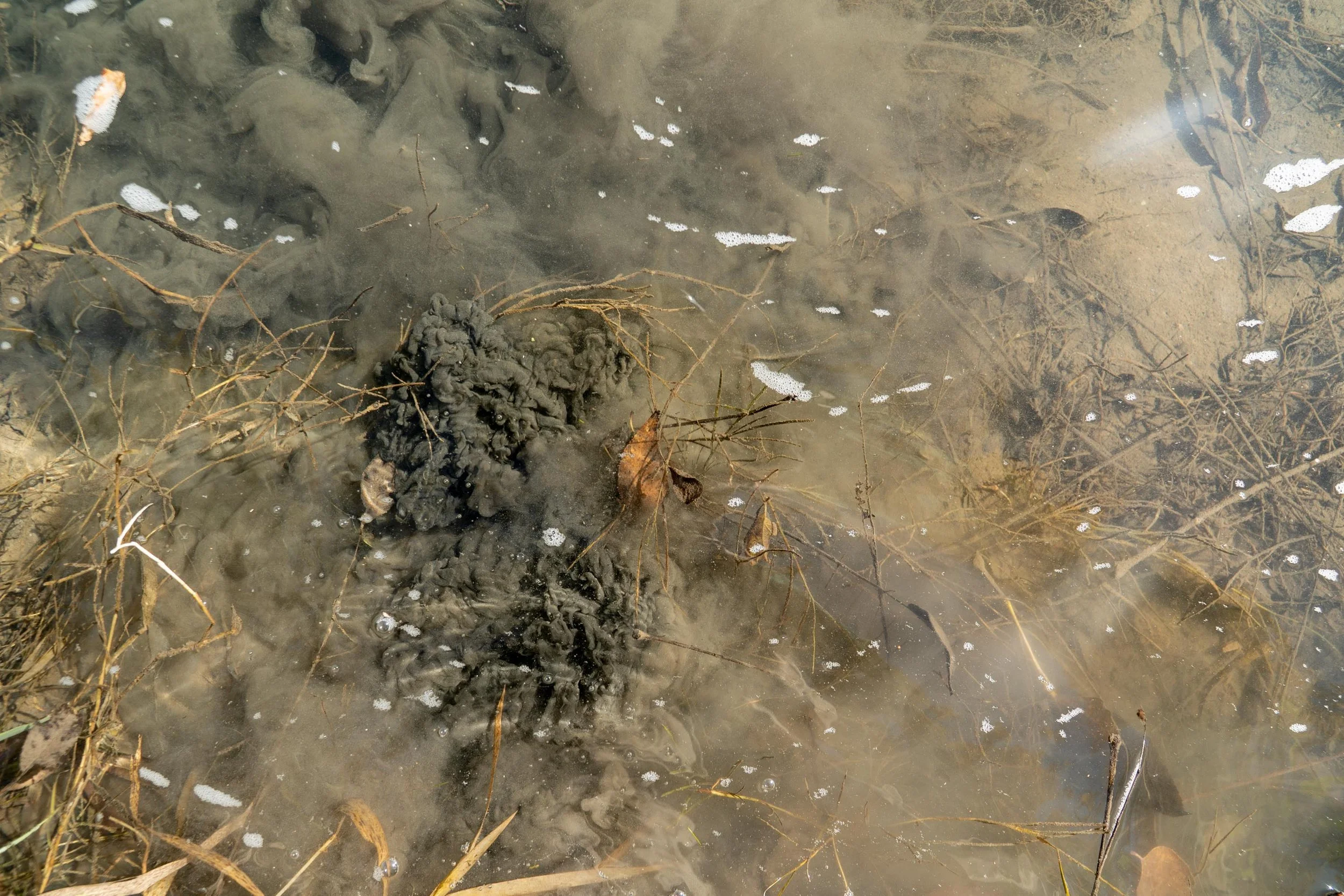 Though Ninemile creek remains one of the healthiest and fertile trout streams in the region because of its geology and structure, siltation — fine sediment that has settled in the water from development runoff —pollutes it, acting like a blanket and 
