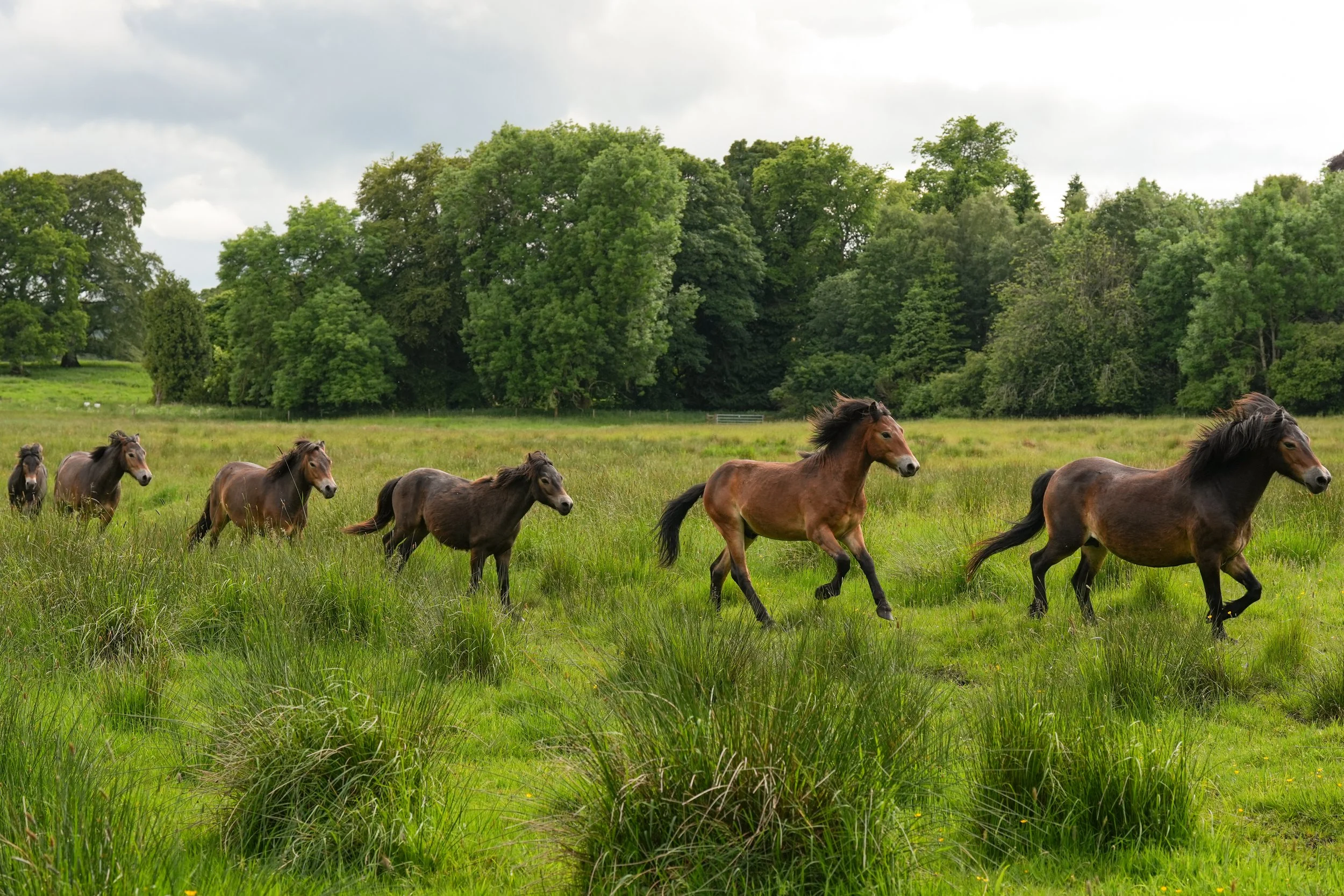 HorsE_01.jpg