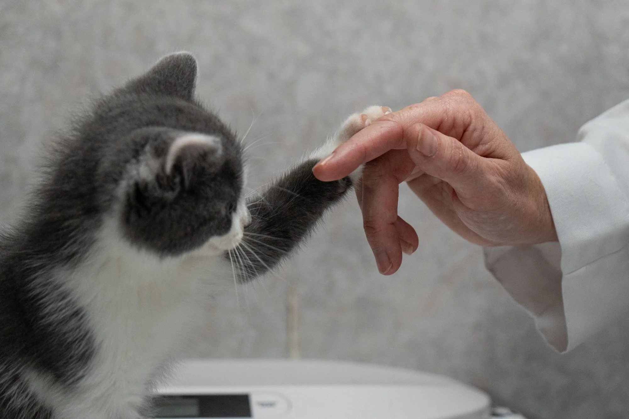 beckas_thegentledoctor_02.jpg
