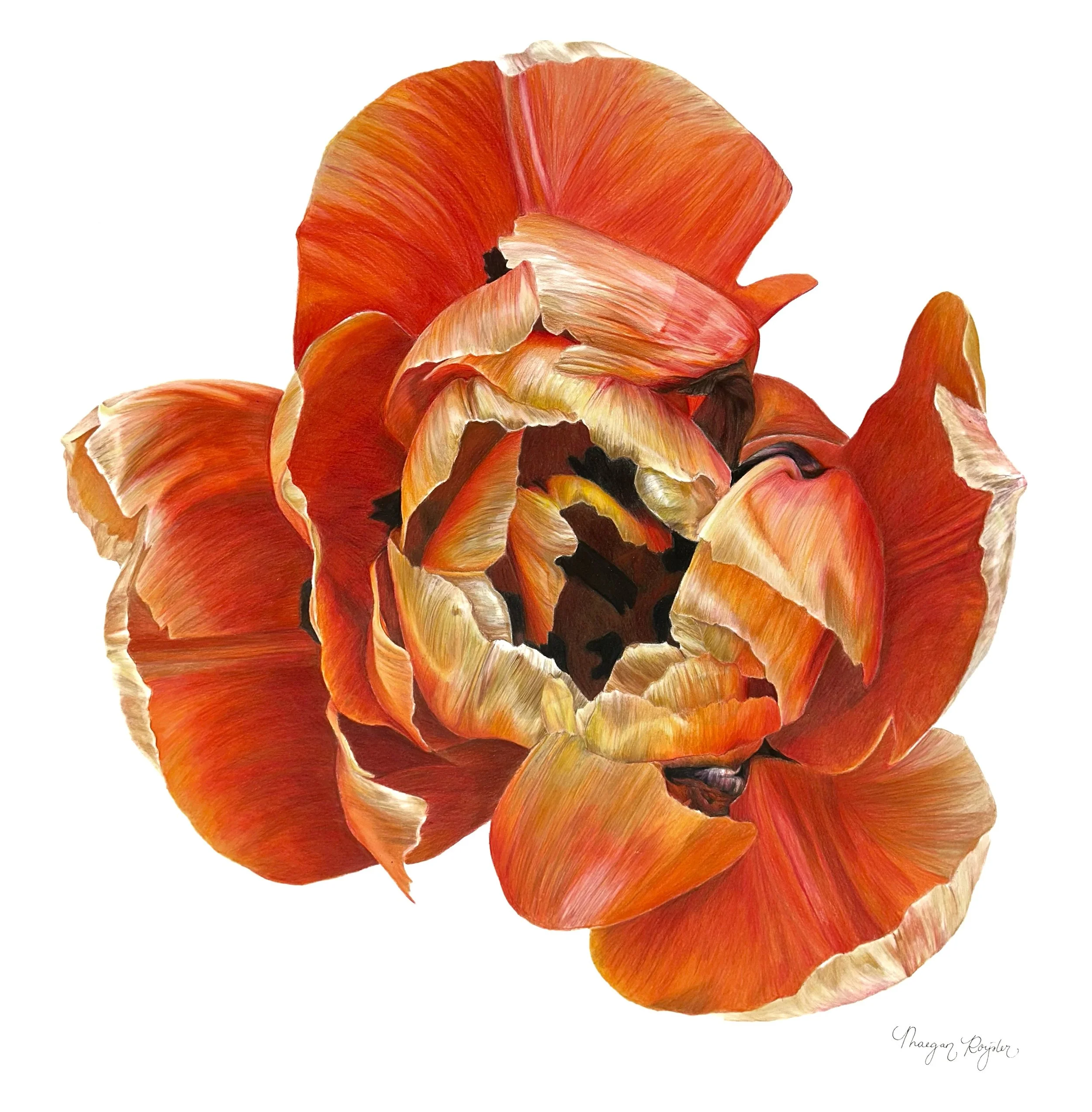 A digitally painted tulip flower with orange and cream-colored petals against a white background.