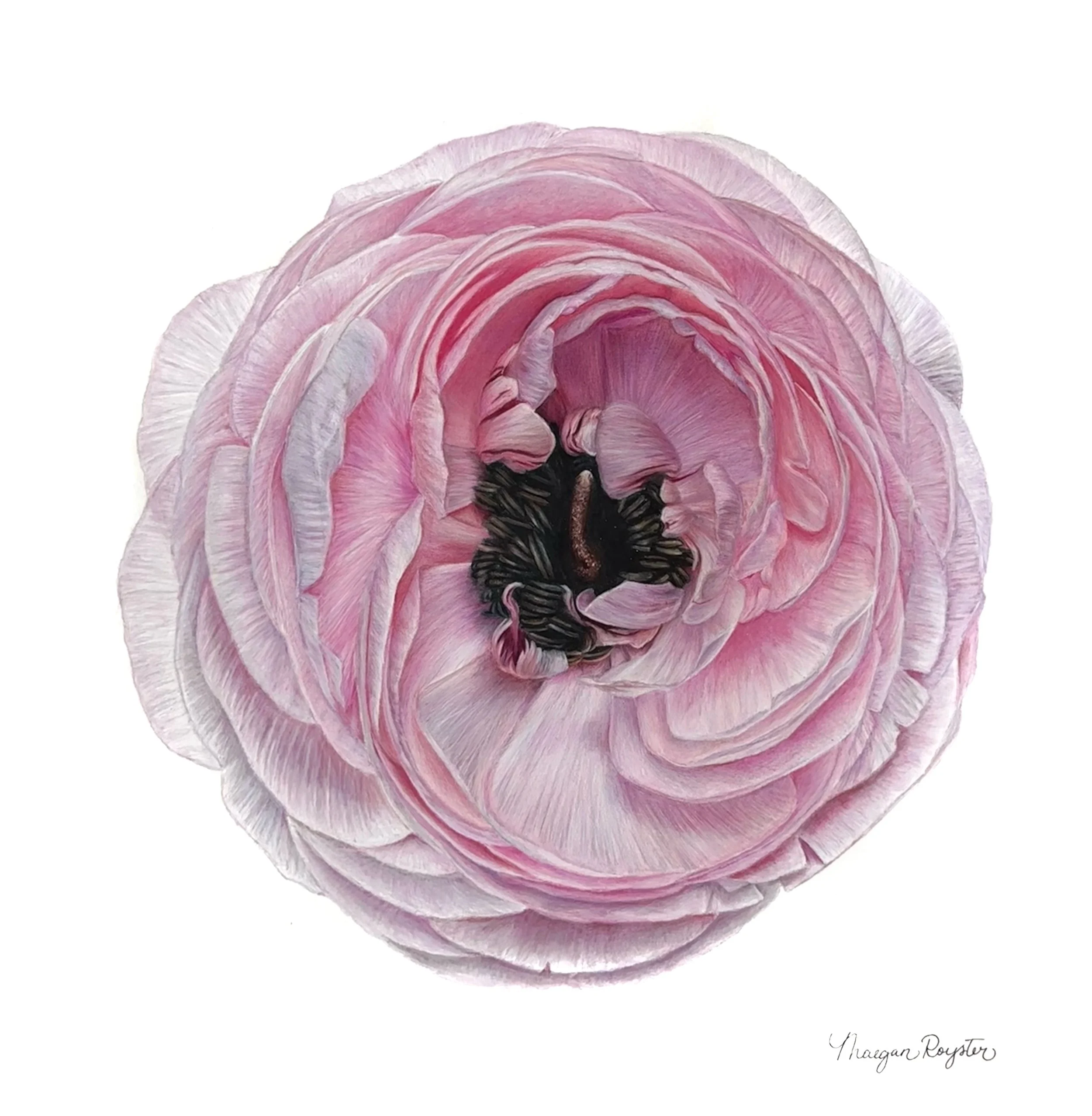 Close-up of a pink ranunculus flower with black and brown anthers at the center, isolated on white background.