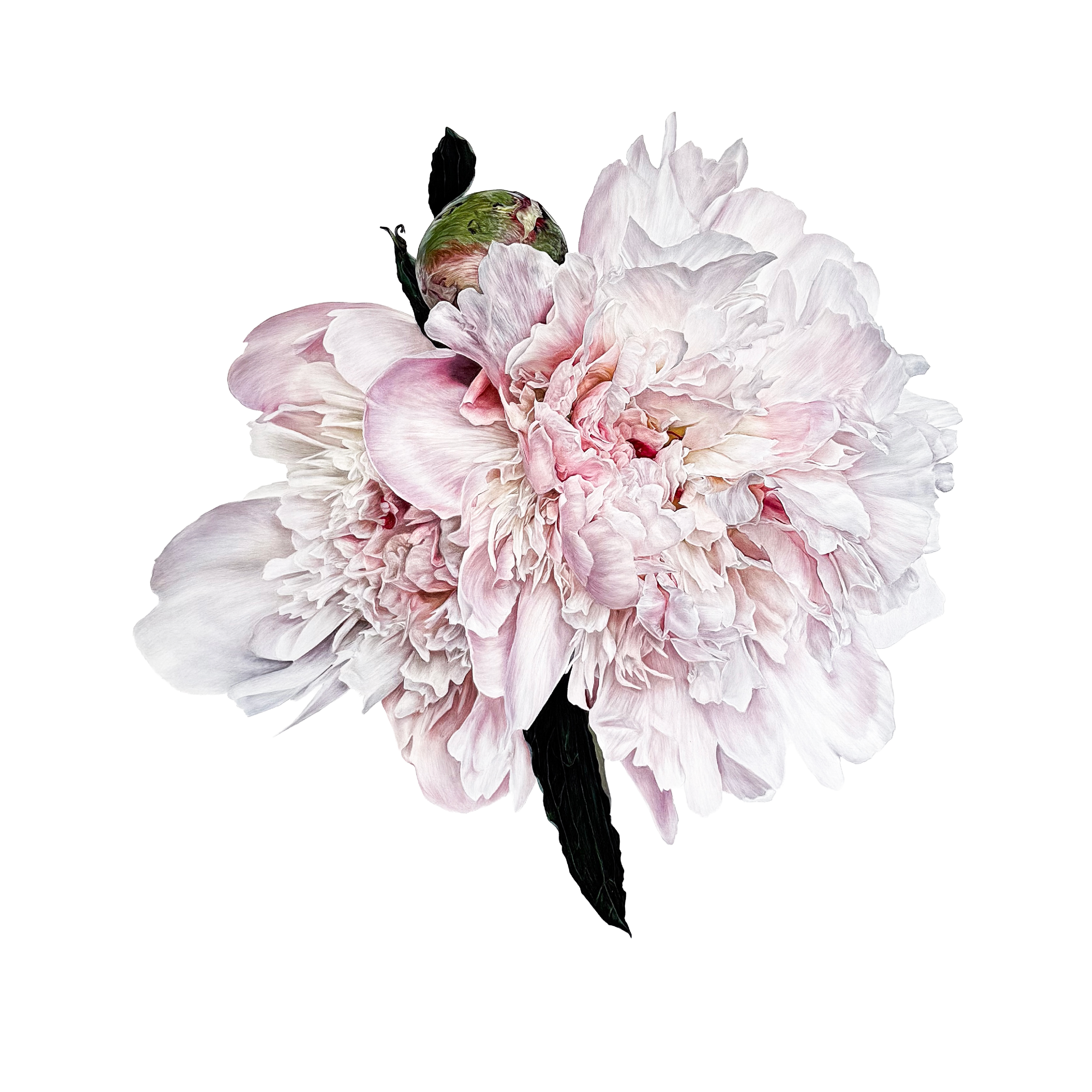 peony white background.png