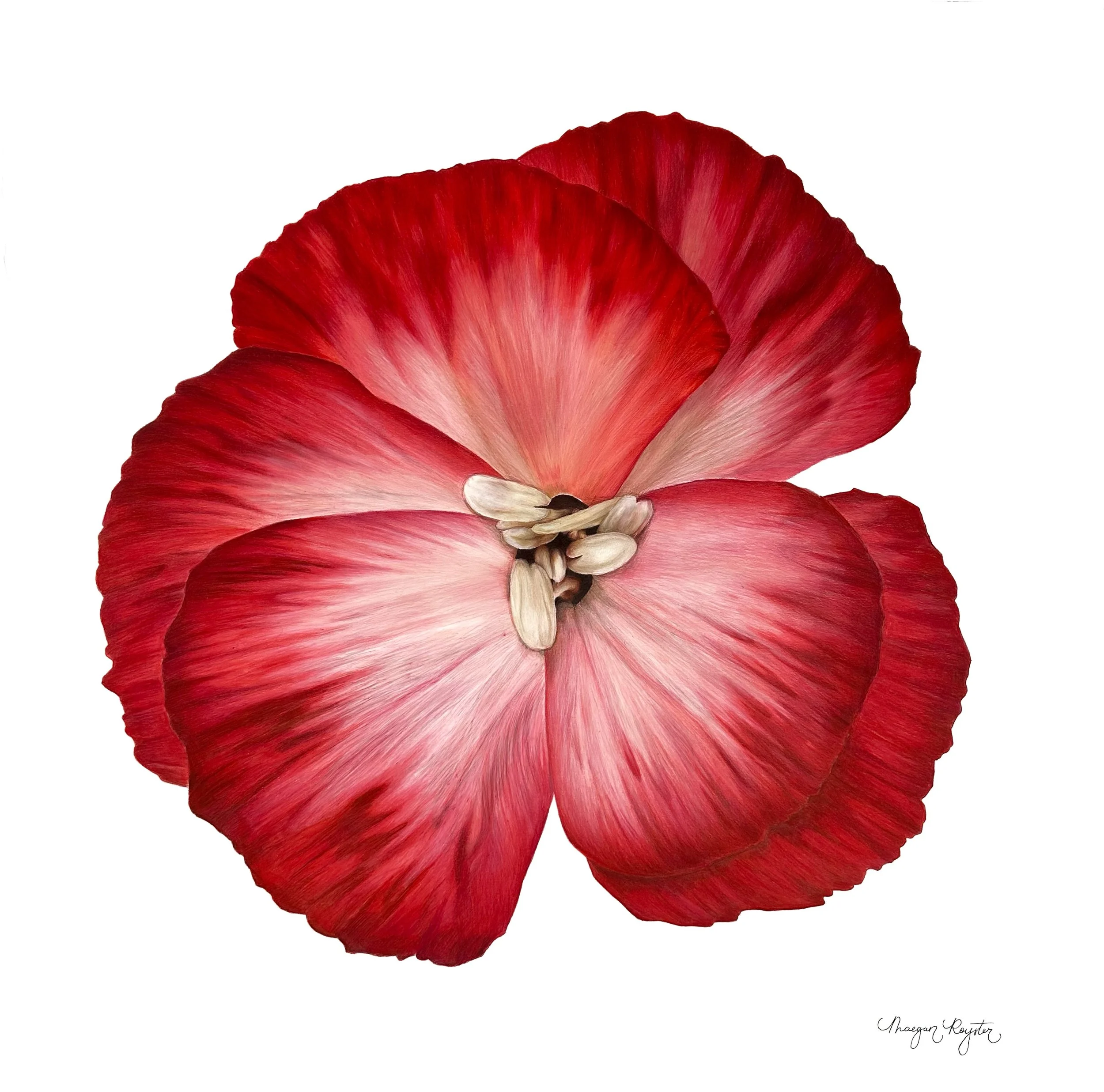 Close-up of a red and pink flower petal with a small cluster of seeds or buds in the center.