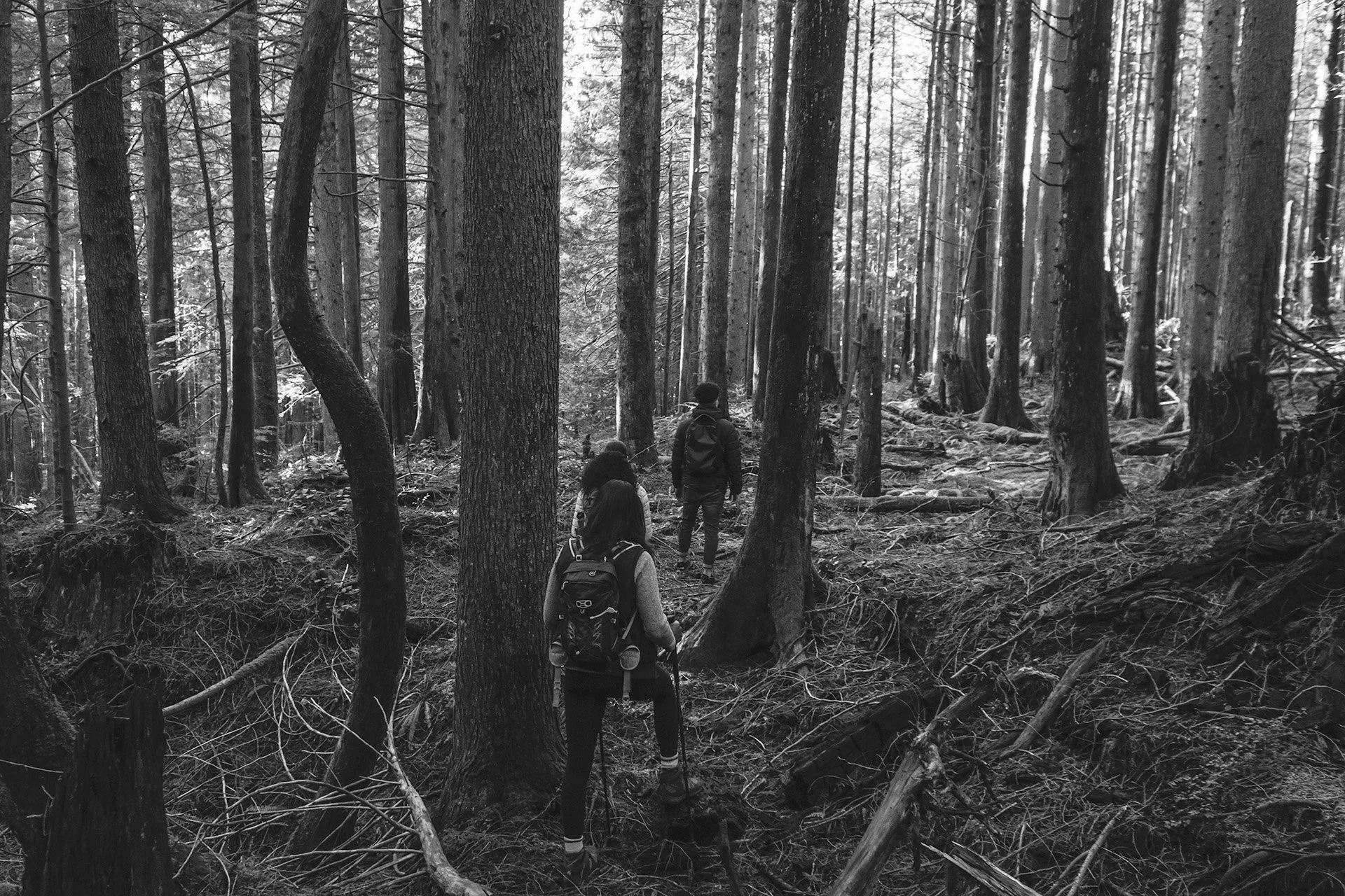 nobulman-adventures-woods.jpg