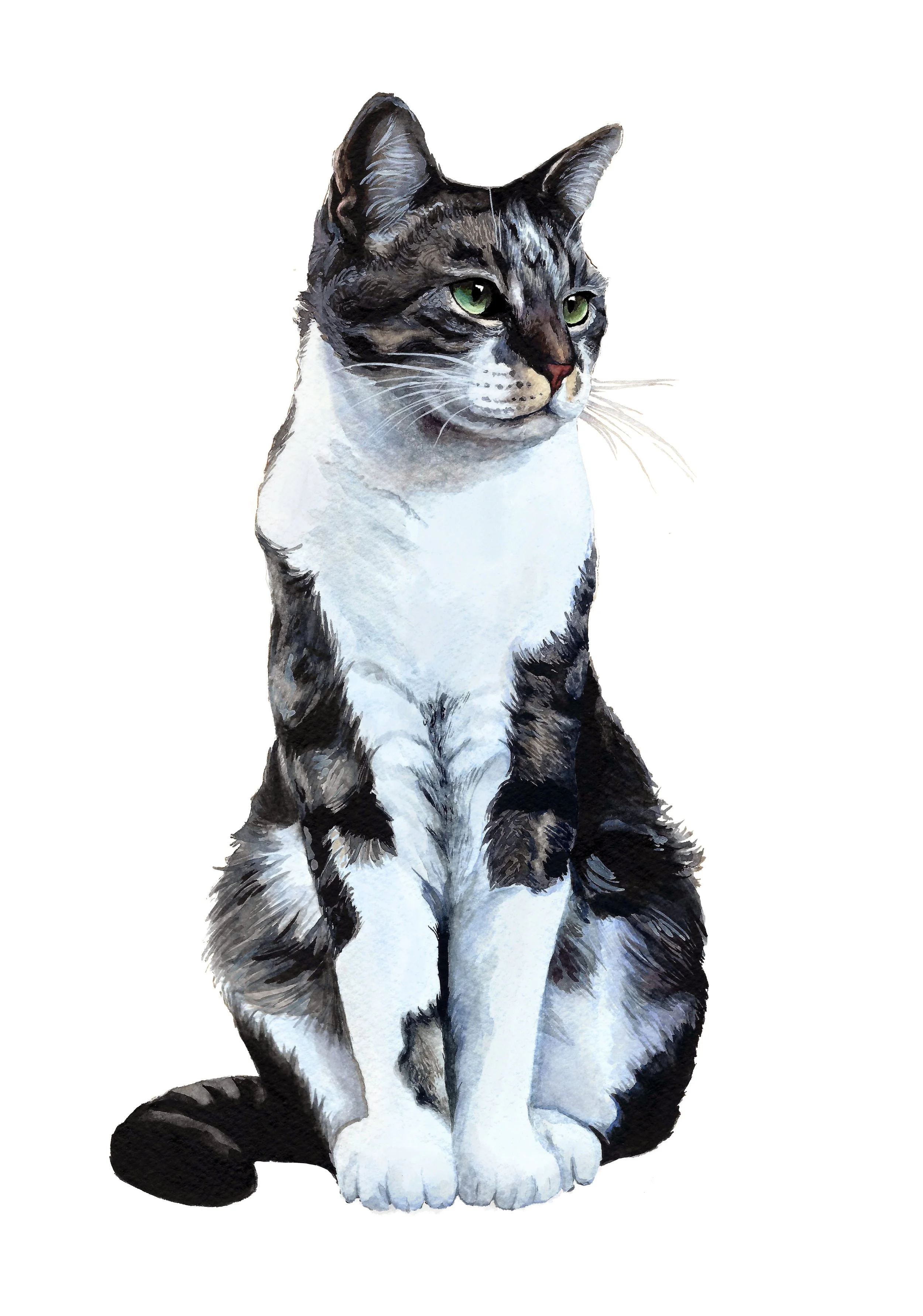 no background cat.jpg