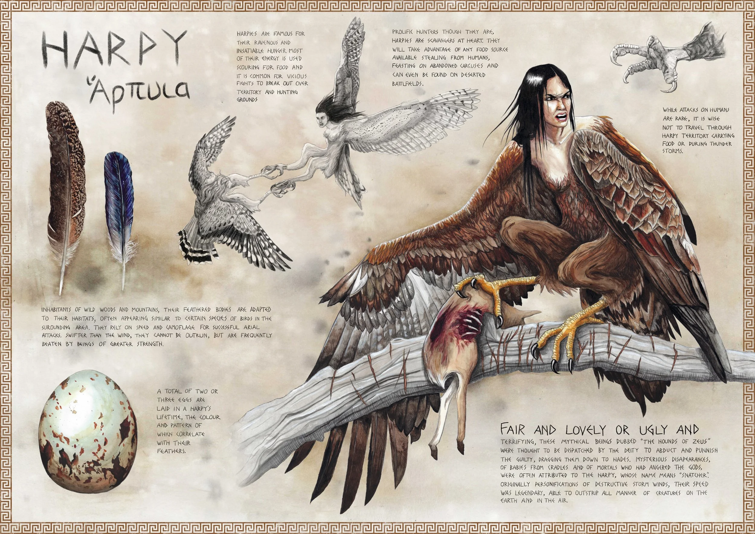 THE HARPY