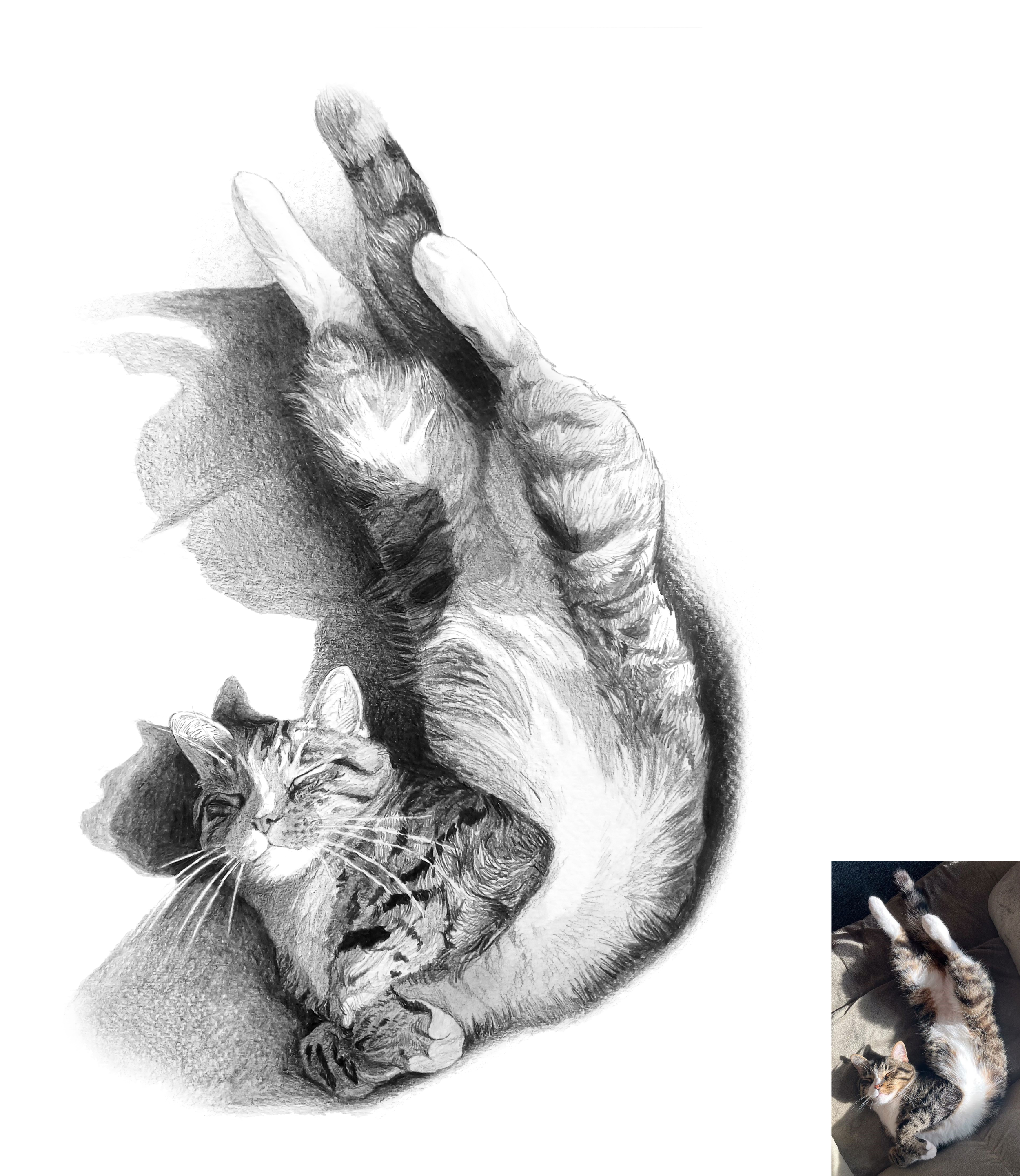 pencil cat smaller.png