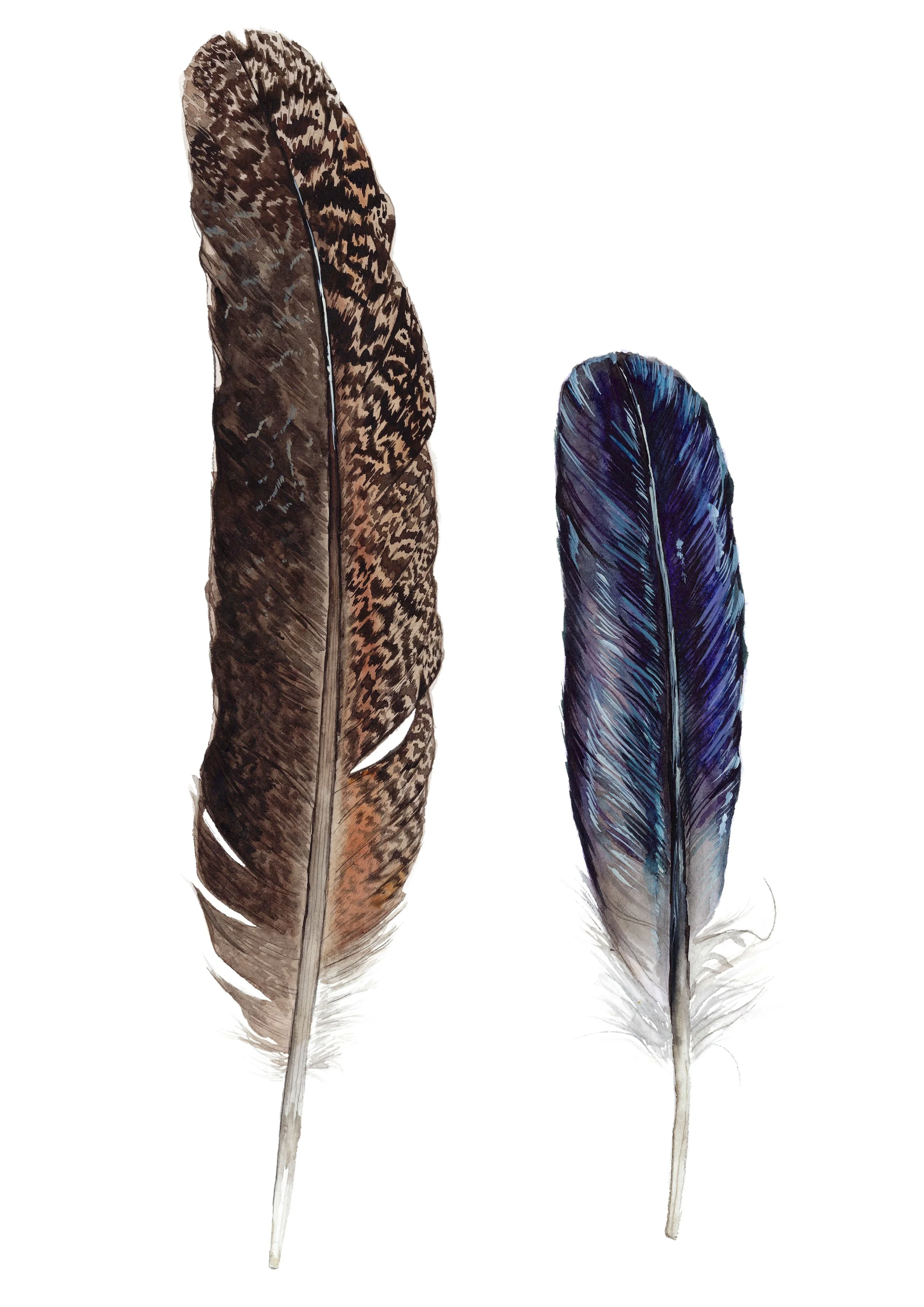 6 feathers edited.jpg