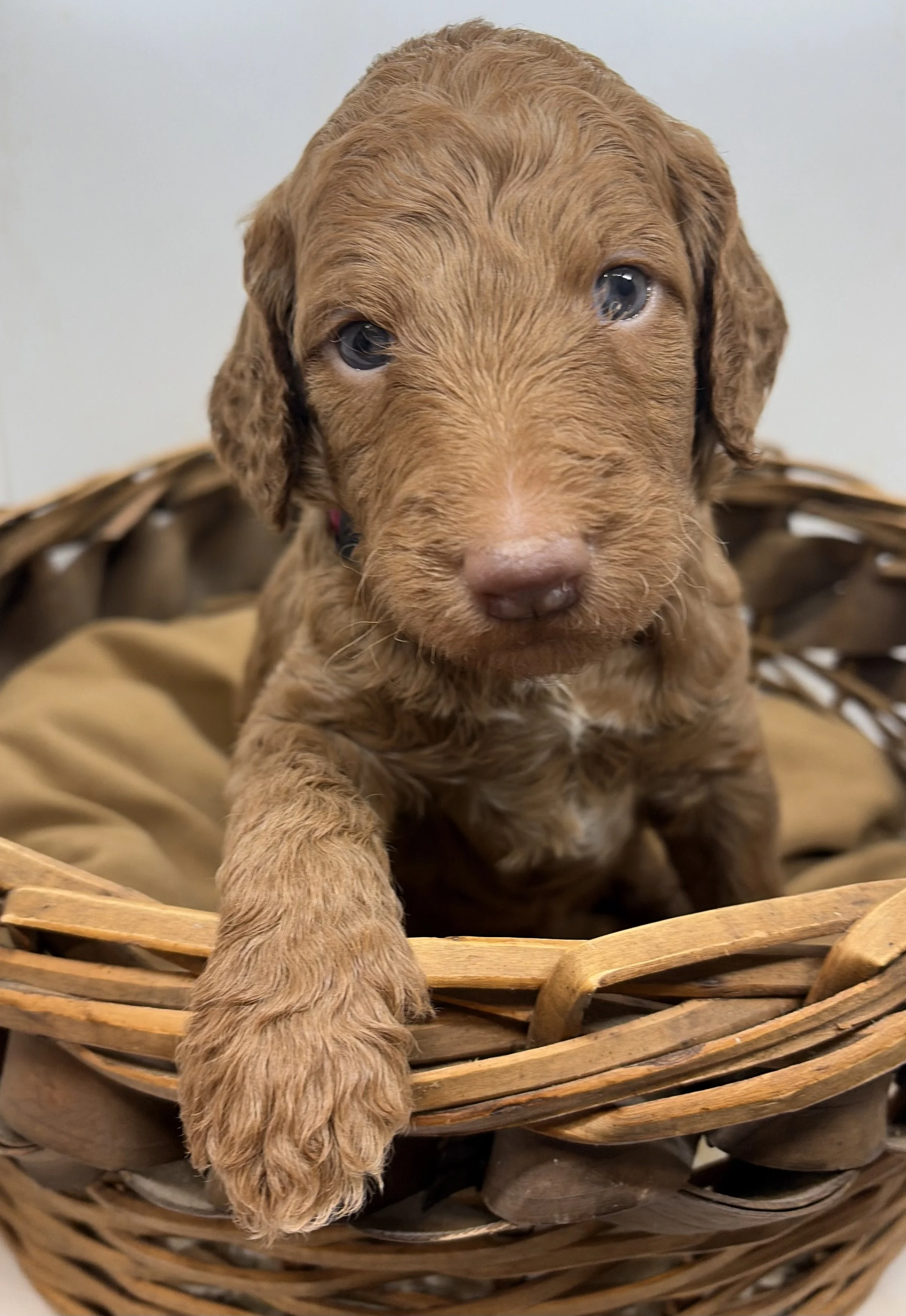 goldendoodle puppy