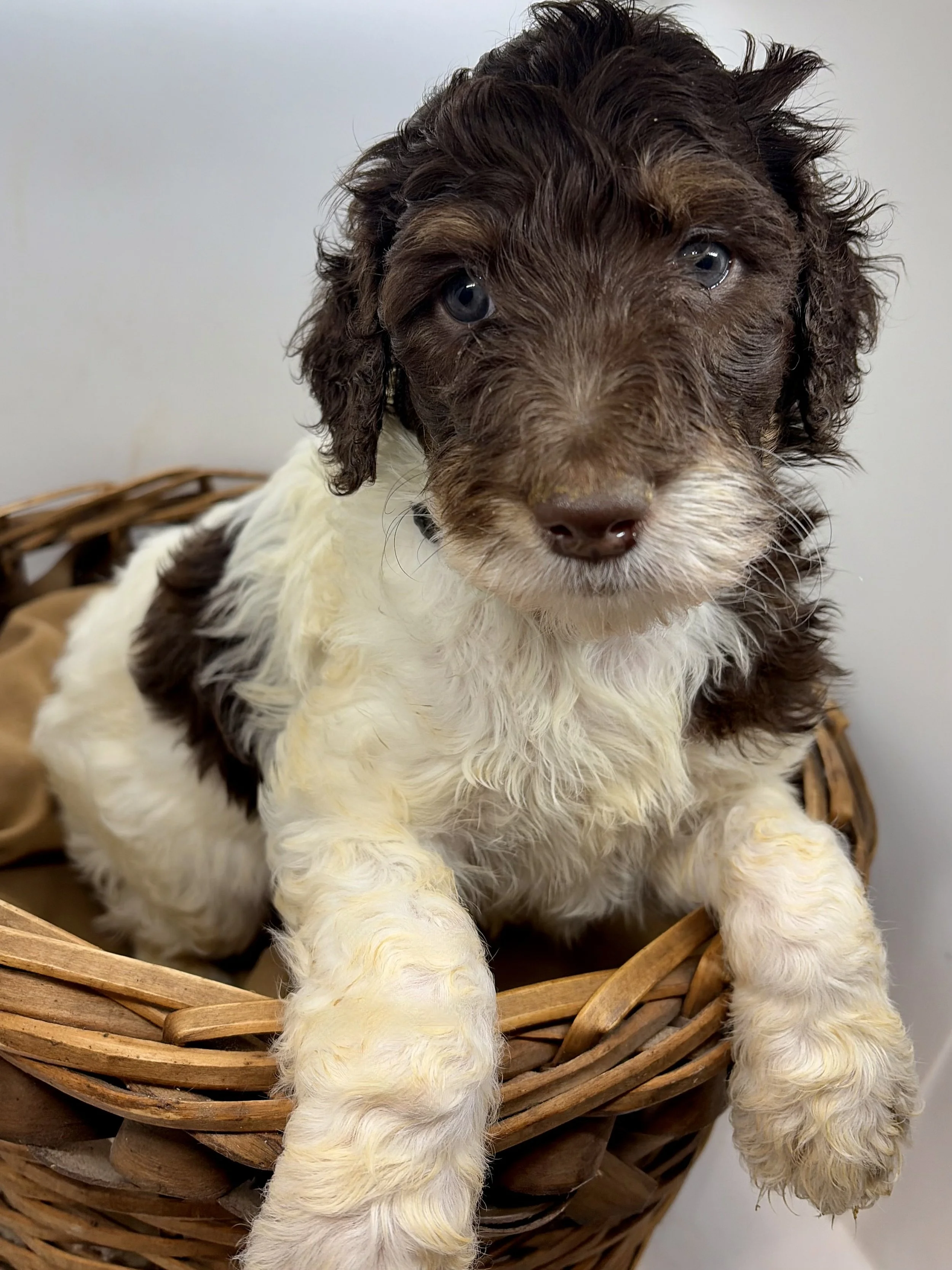 Sheepadoodle puppy