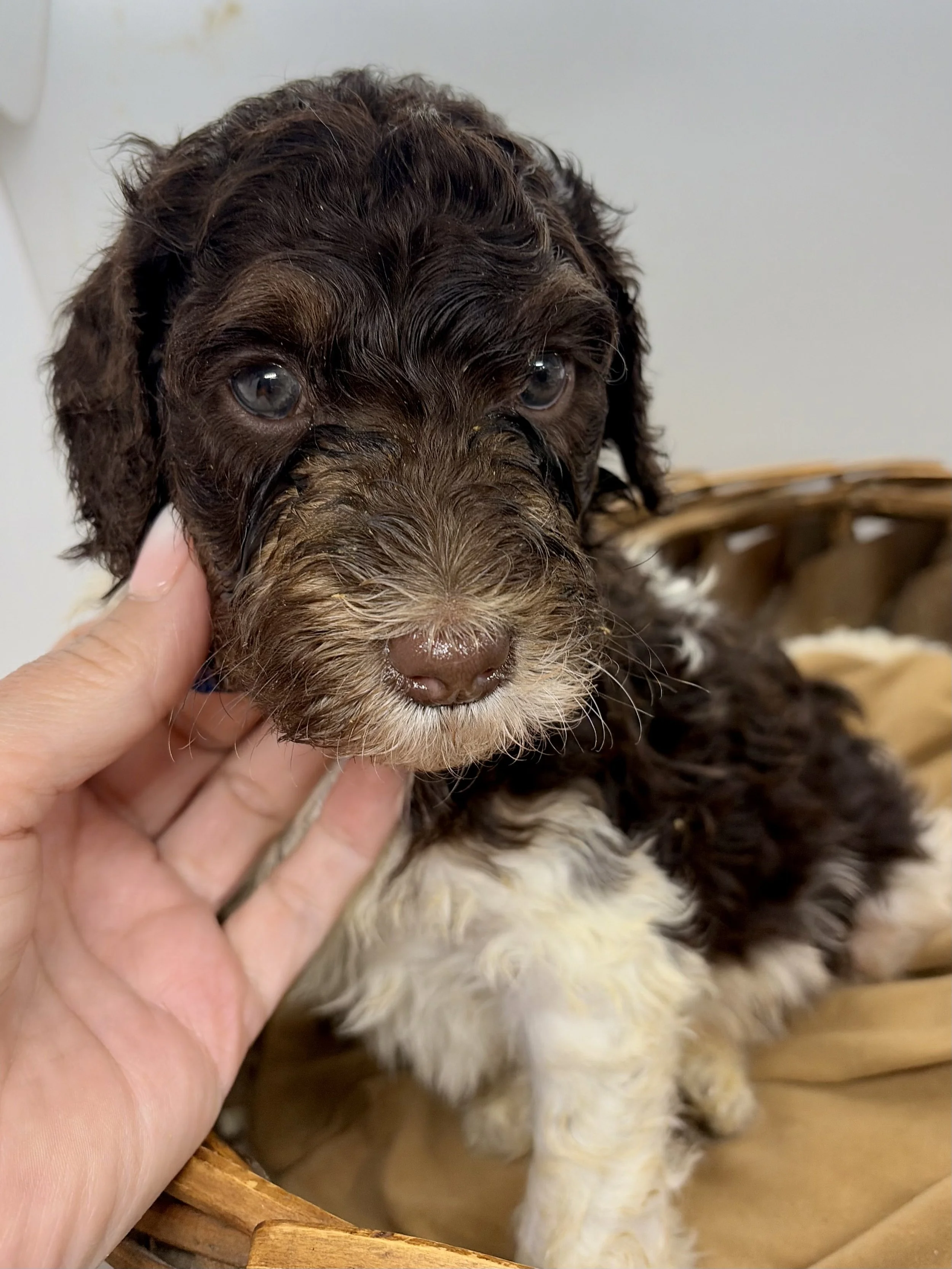 Sheepadoodle puppy