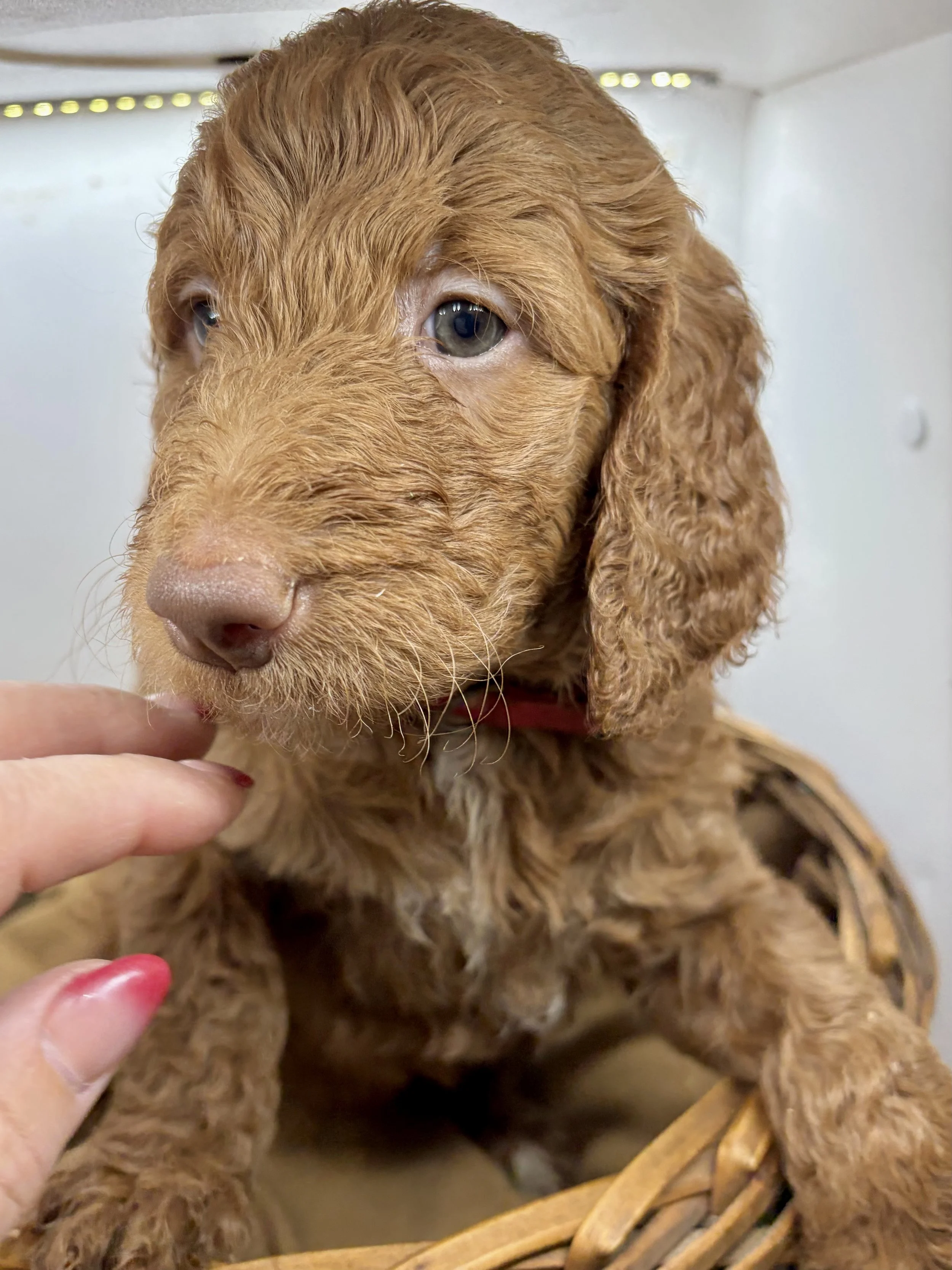 goldendoodle puppy