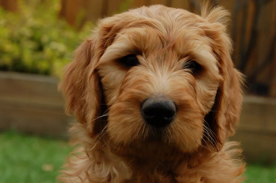 goldendoodle from breeder Red Dog in Ottawa