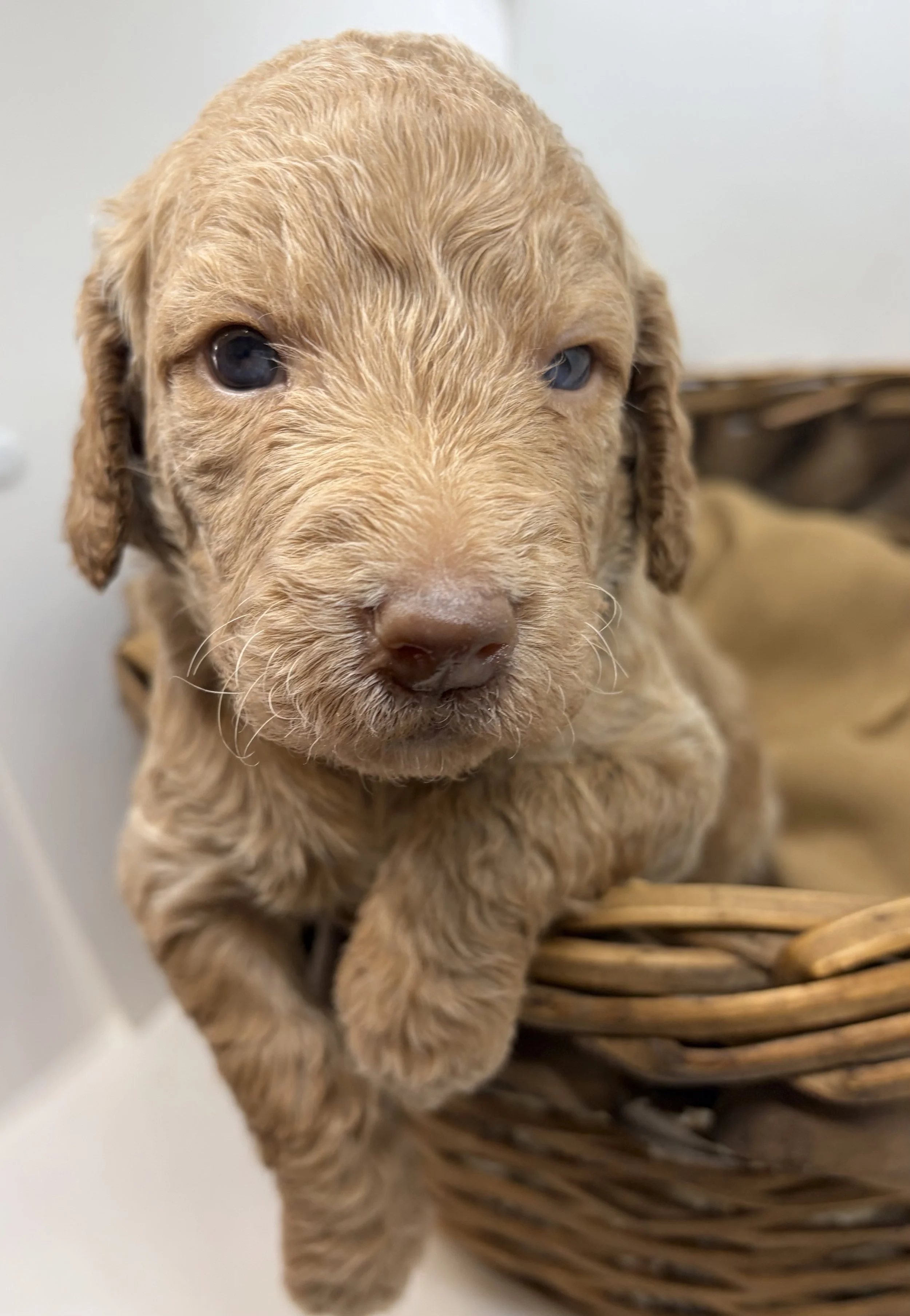 Goldendoodle puppy