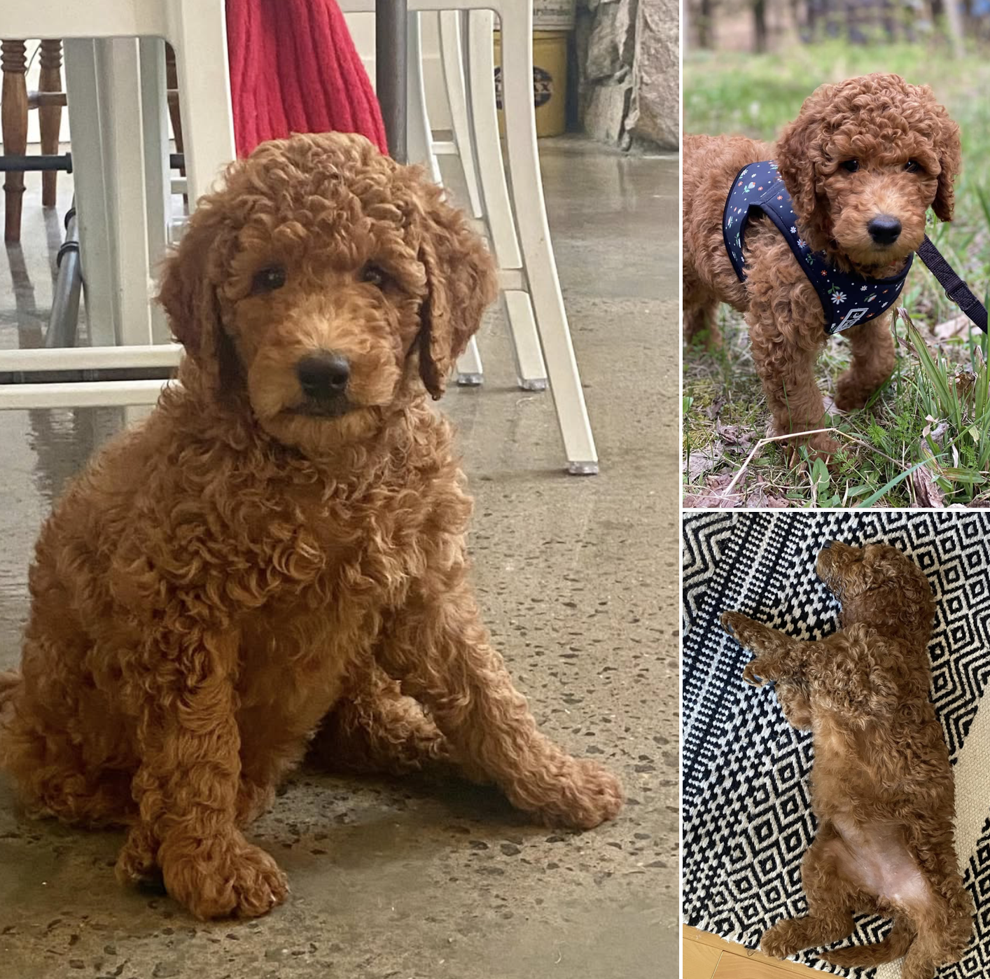 Goldendoodle from breeder Red Dog in Ottawa