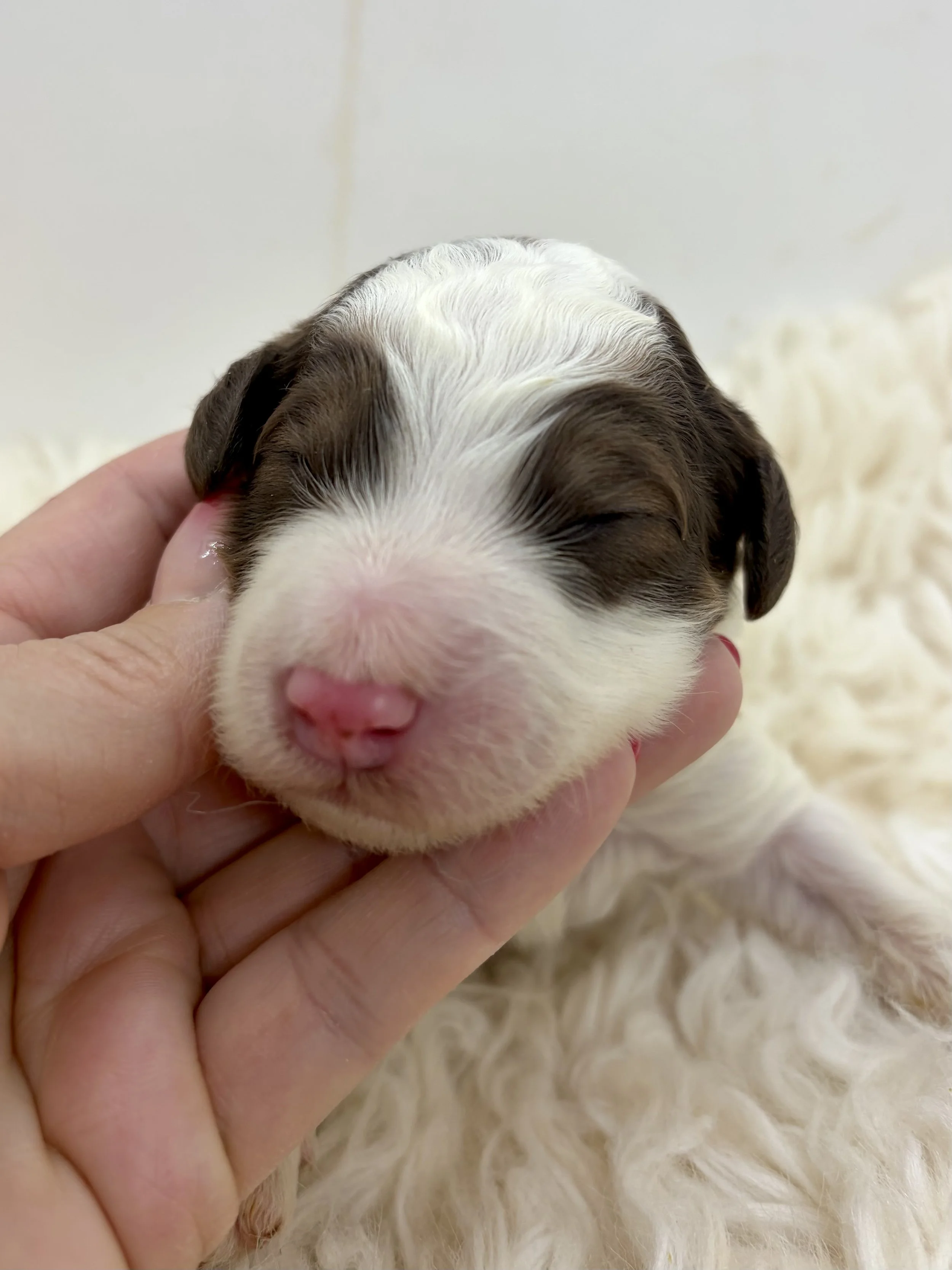 Sheepadoodle puppy