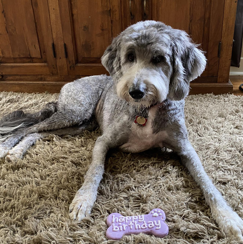 Sheepadoodle from breeder Red Dog in Ottawa