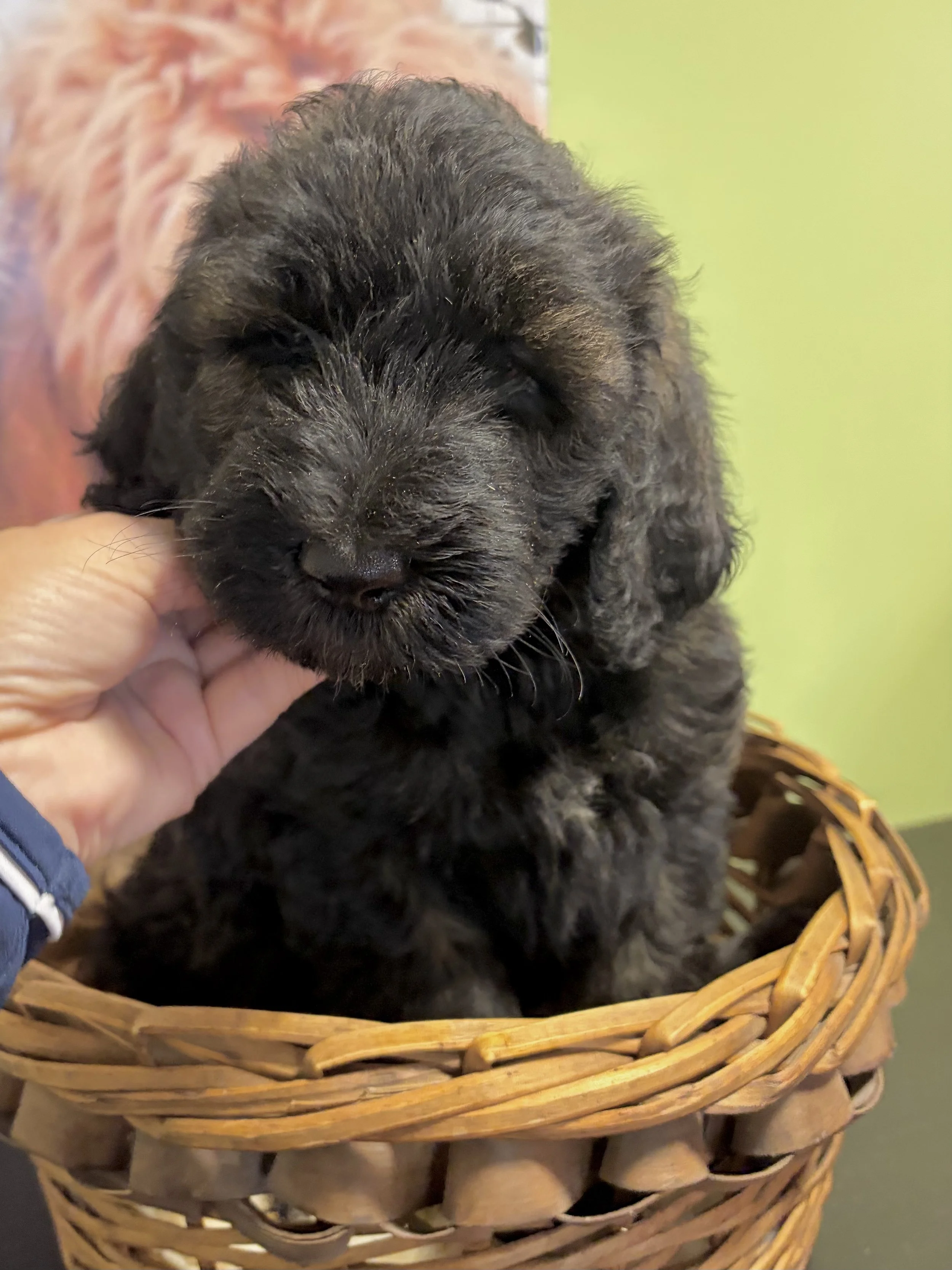 Sheepadoodle puppy