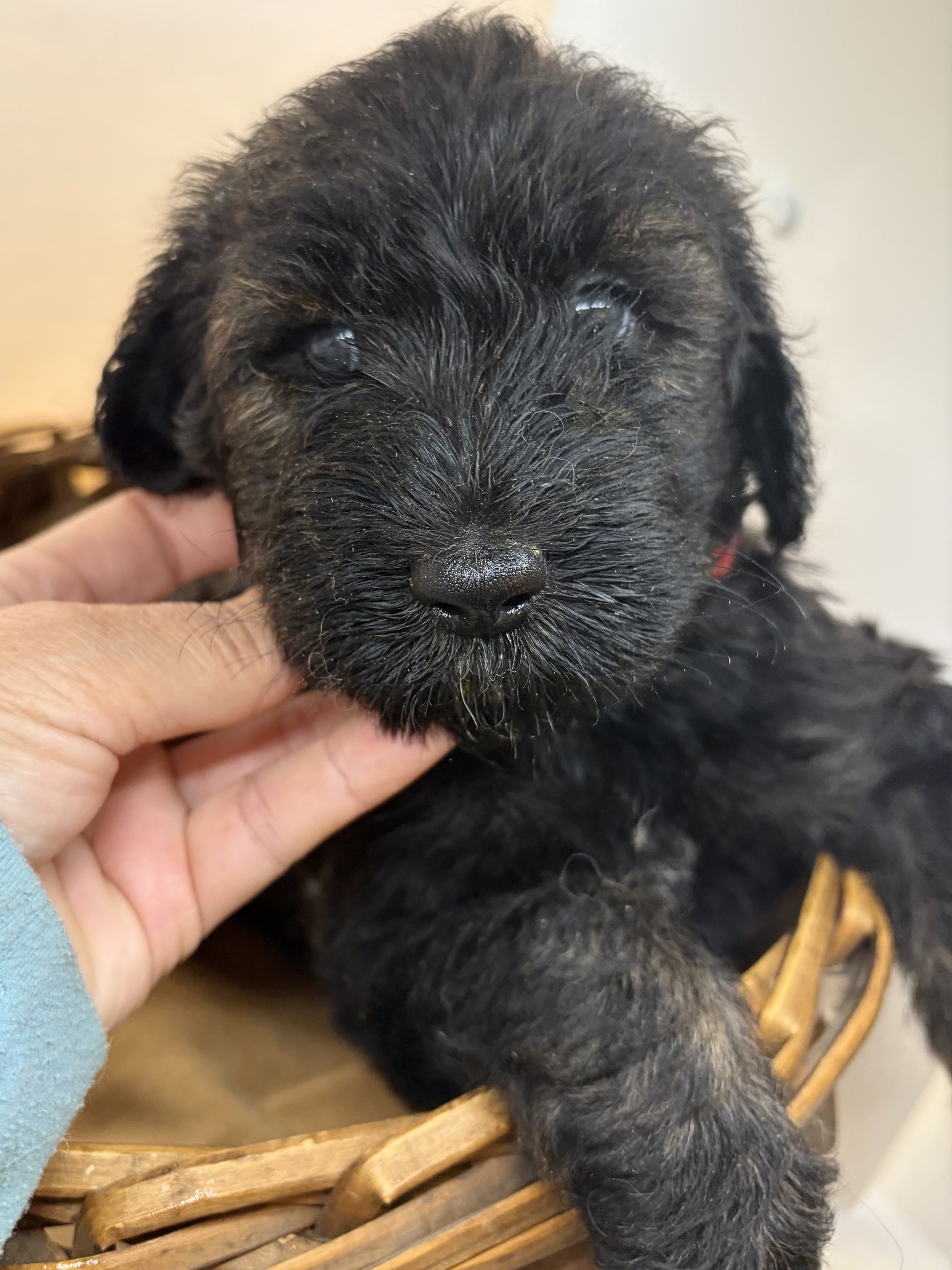 Sheepadoodle puppy