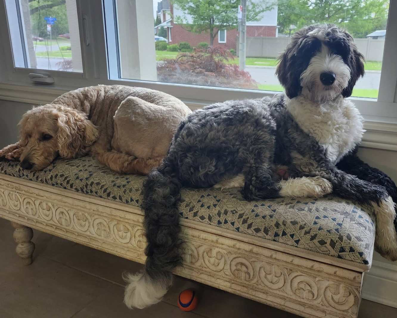Sheepadoodle from breeder Red Dog in Ottawa