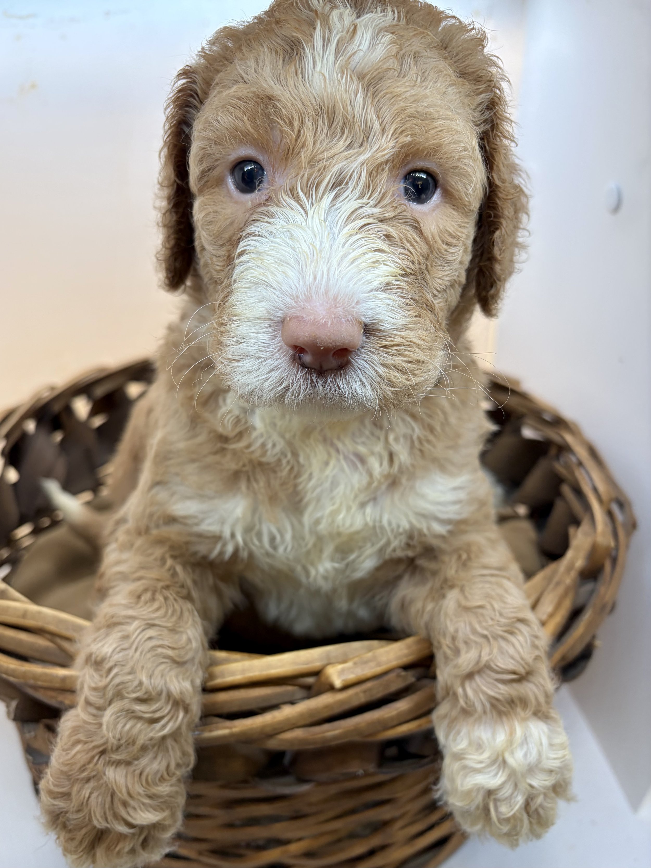 Sheepadoodle puppy