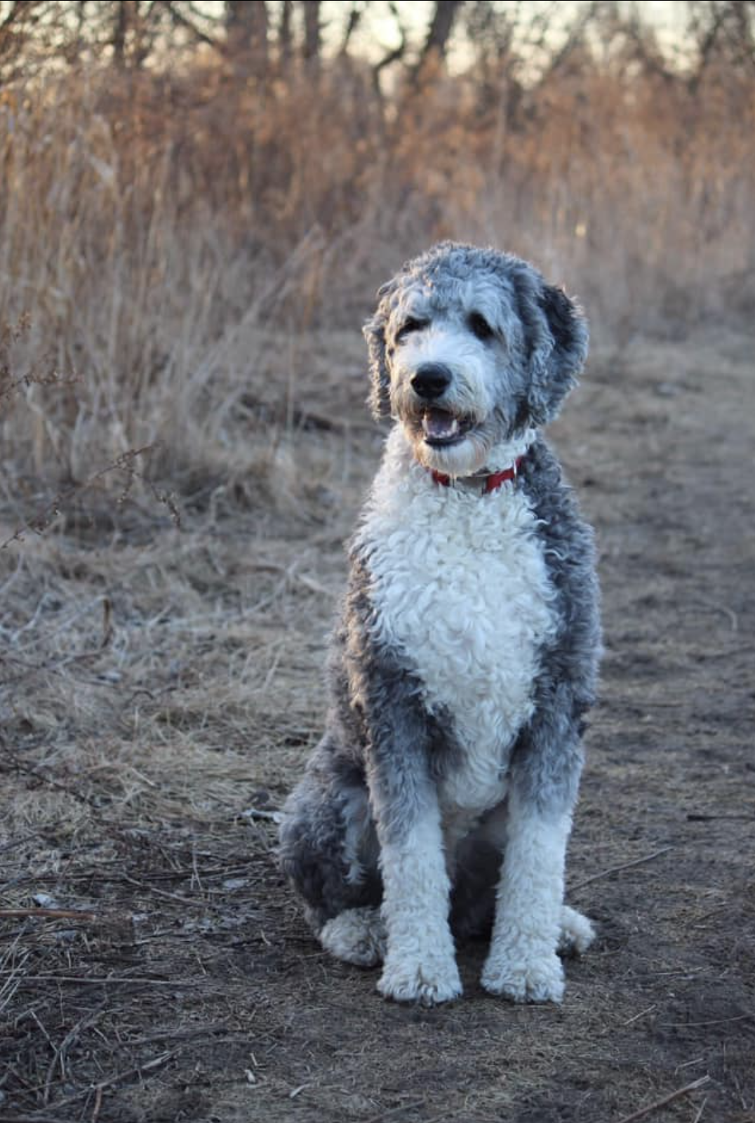 Sheepadoodle from breeder Red Dog in Ottawa