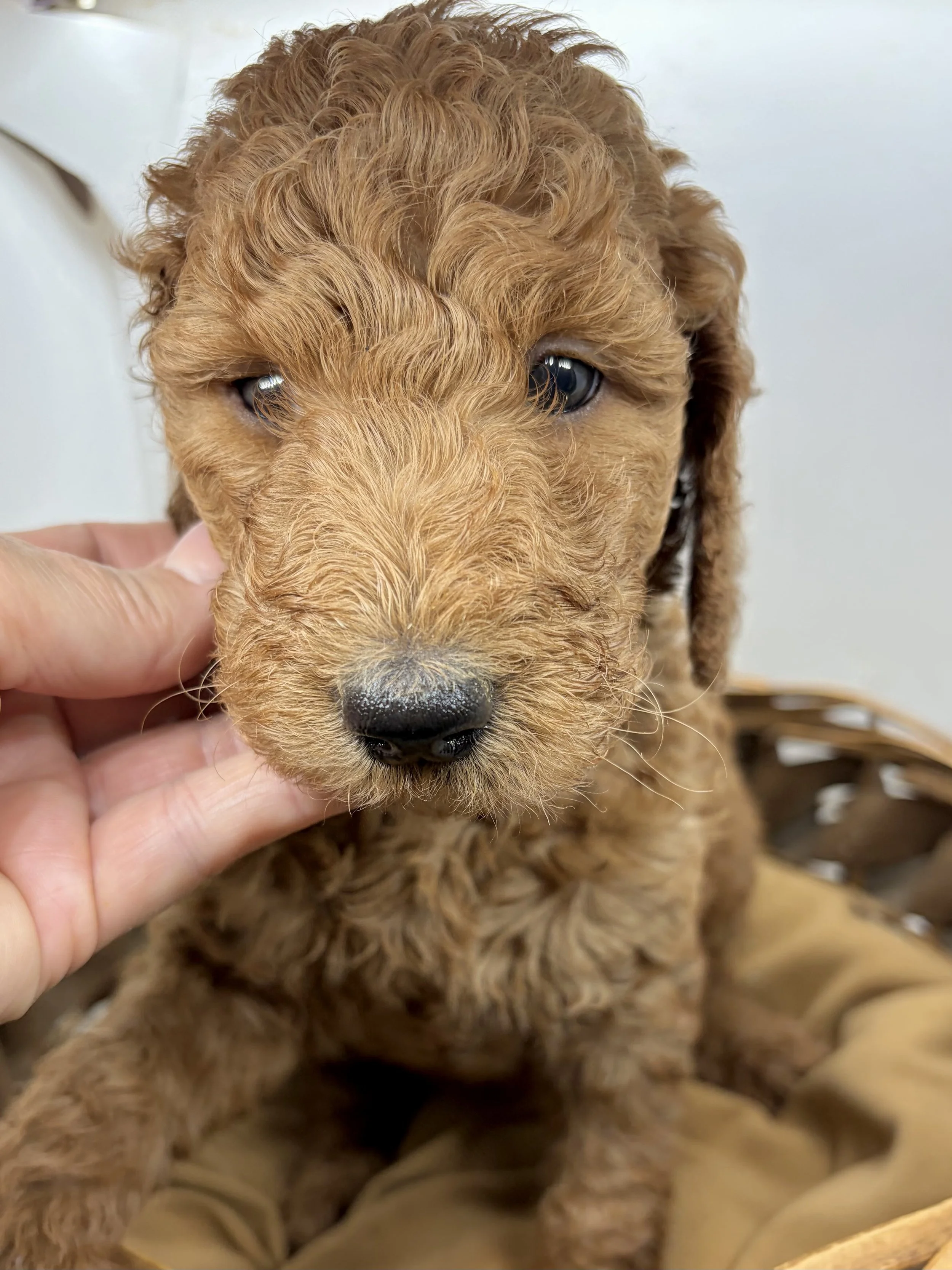 Goldendoodle puppy