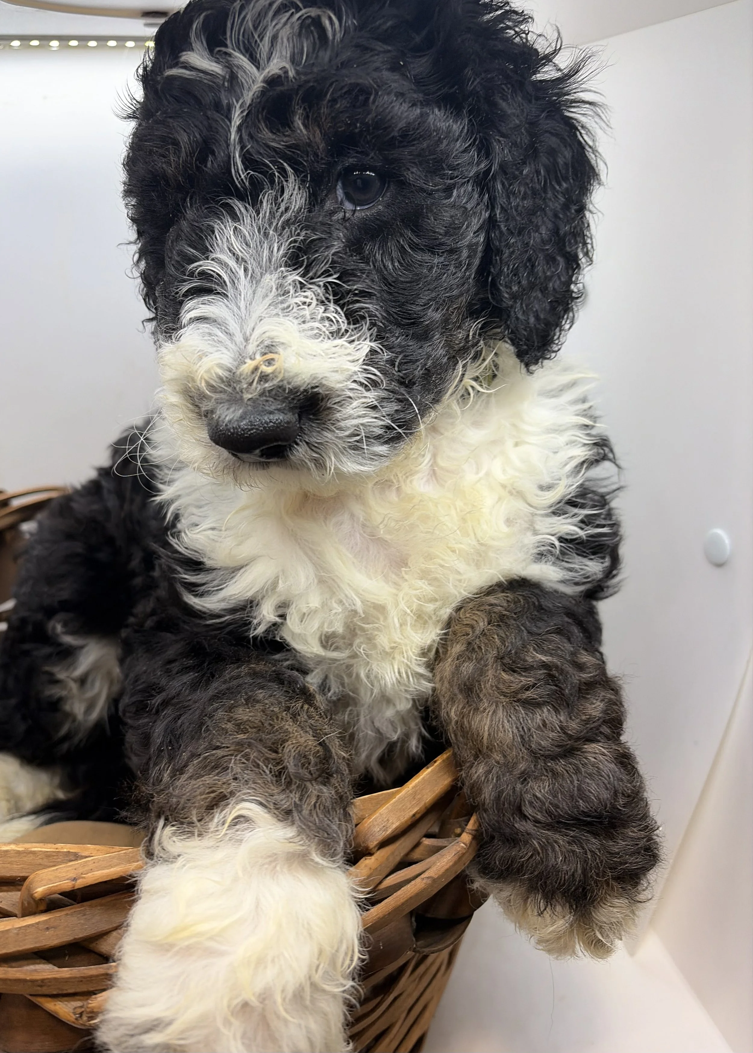 Sheepadoodle puppy