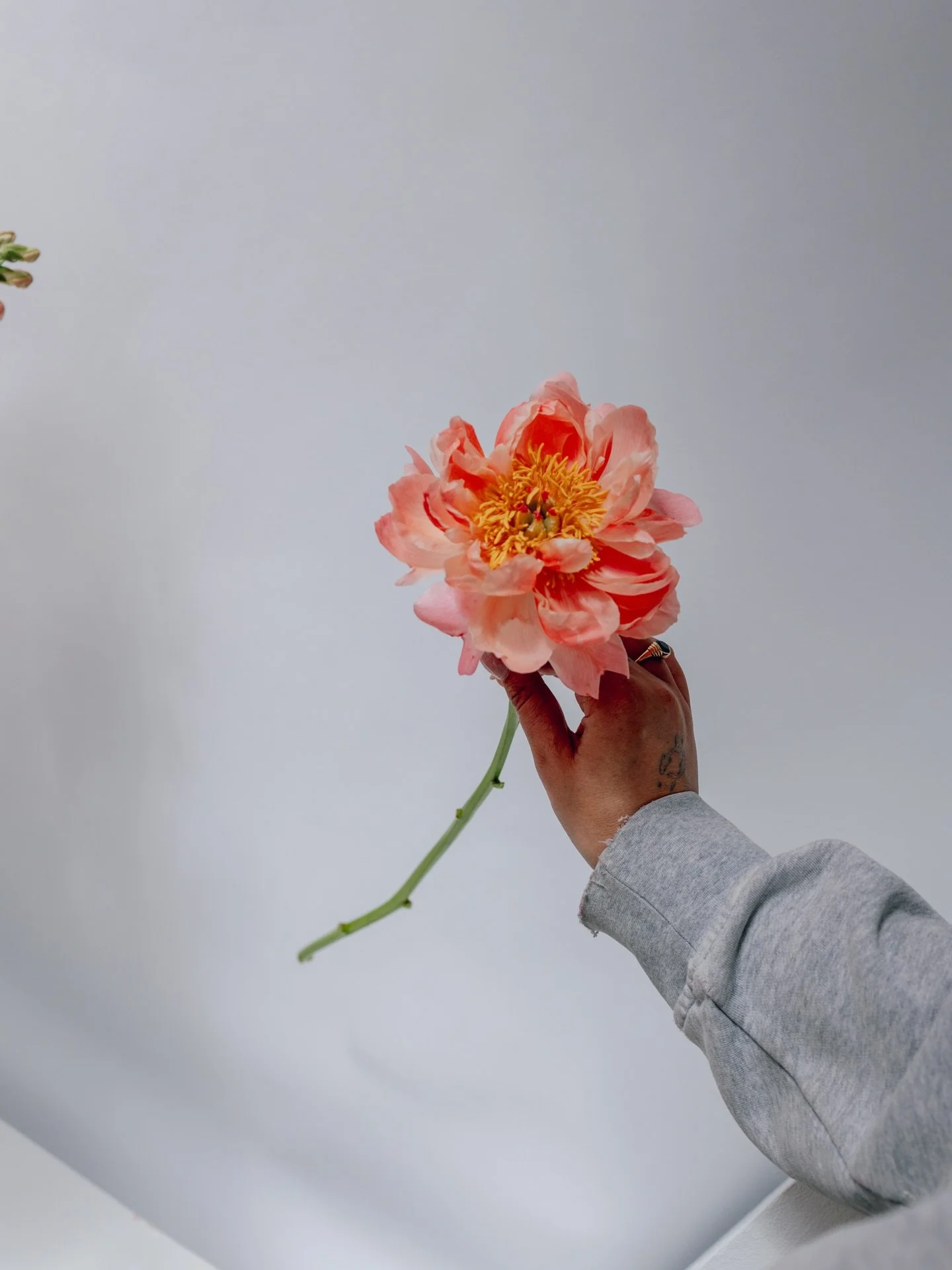 Peonies, hallelujah 🙌 some beauties from inside the @lovergirl.info studio 🌸💖