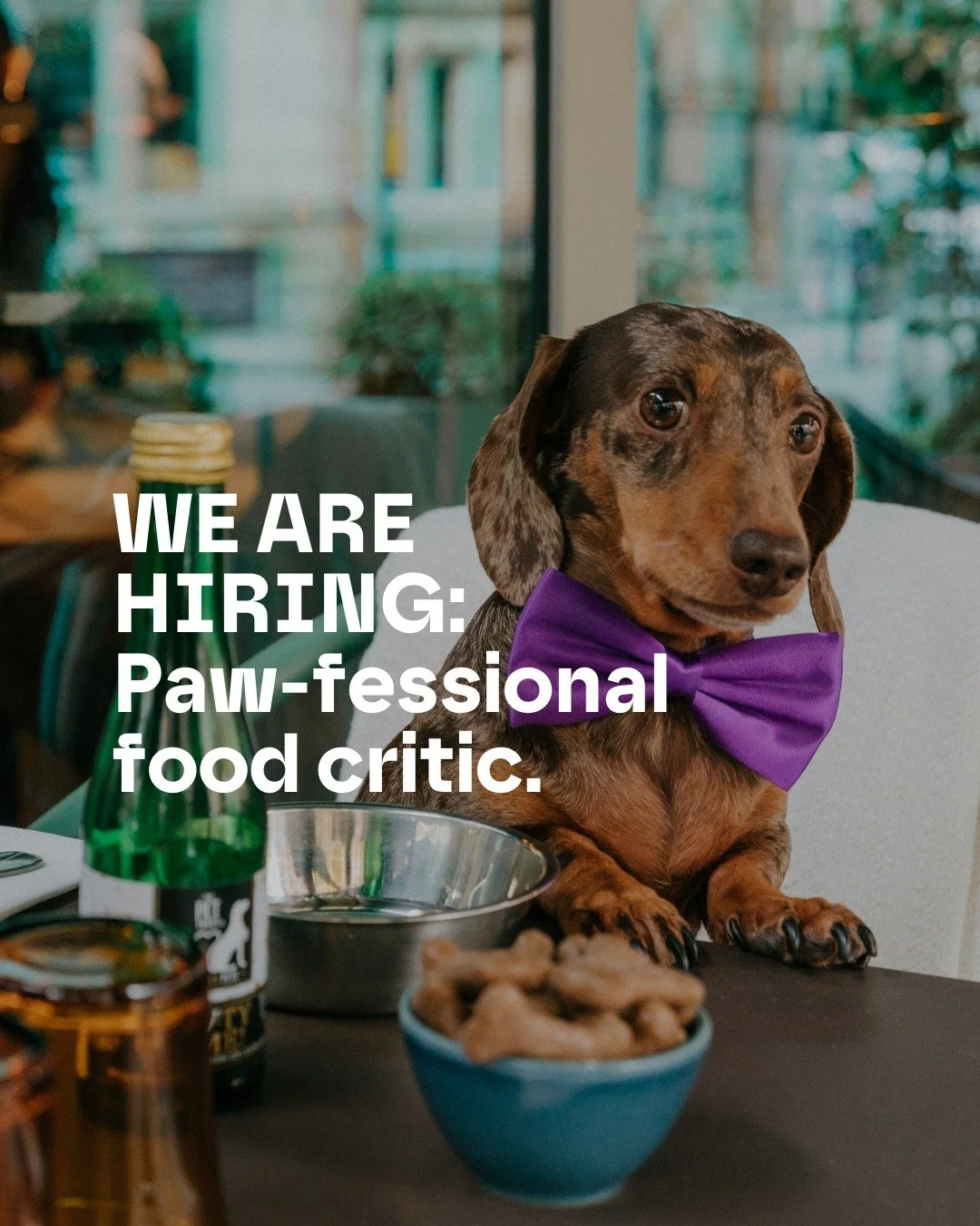 🚨🐾 NEW JOB ALERT 🐾🚨
 
Applications are now open for the very first dog food critic at Motley! Make your furry friend part of Manchester&rsquo;s foodie history and score an invite to try out our dog menu&hellip;plus an extra discount for you.
 
1.