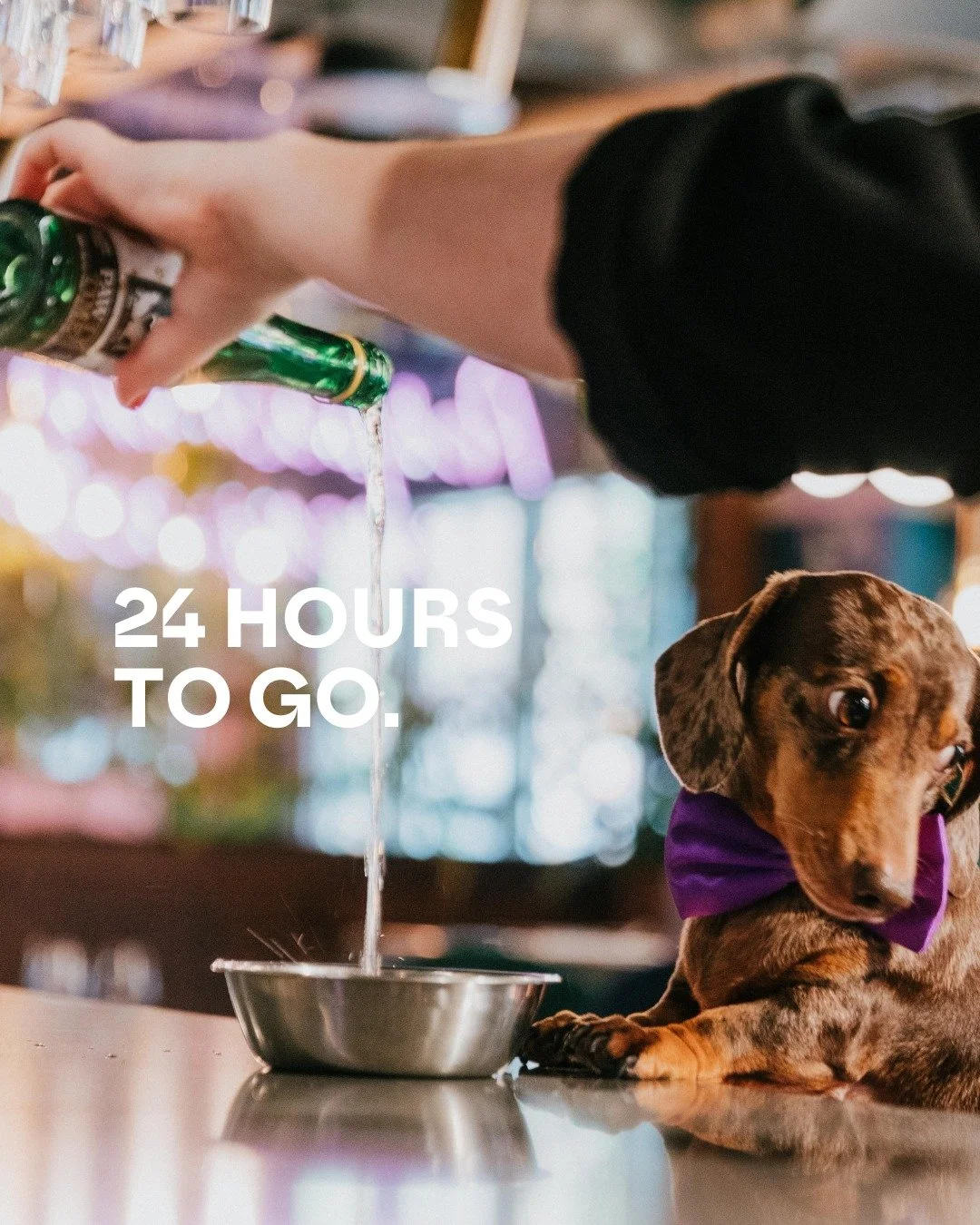 ⏰🐾 24 HOURS LEFT 🐾⏰

Think your pup has what it takes to be Motley&rsquo;s very first dog food critic? 🐶🍴
Applications close TOMORROW (Wednesday 8th October) - don&rsquo;t miss your chance to make your furry friend part of Manchester&rsquo;s food