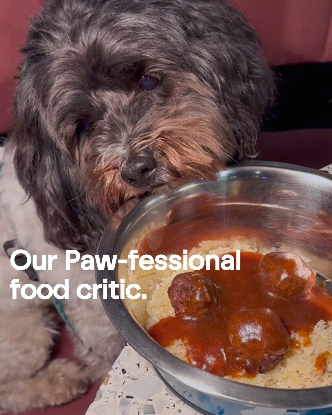 🚨🐾 WINNER ANNOUNCEMENT 🐾🚨

After a month of serious sniffing, tasting, and tail-wagging reviews, our Dog Food Critic search has officially come to an end and we have our winner! 

A HUGE congratulations to Barney (@whatlottieeats) who has been cr