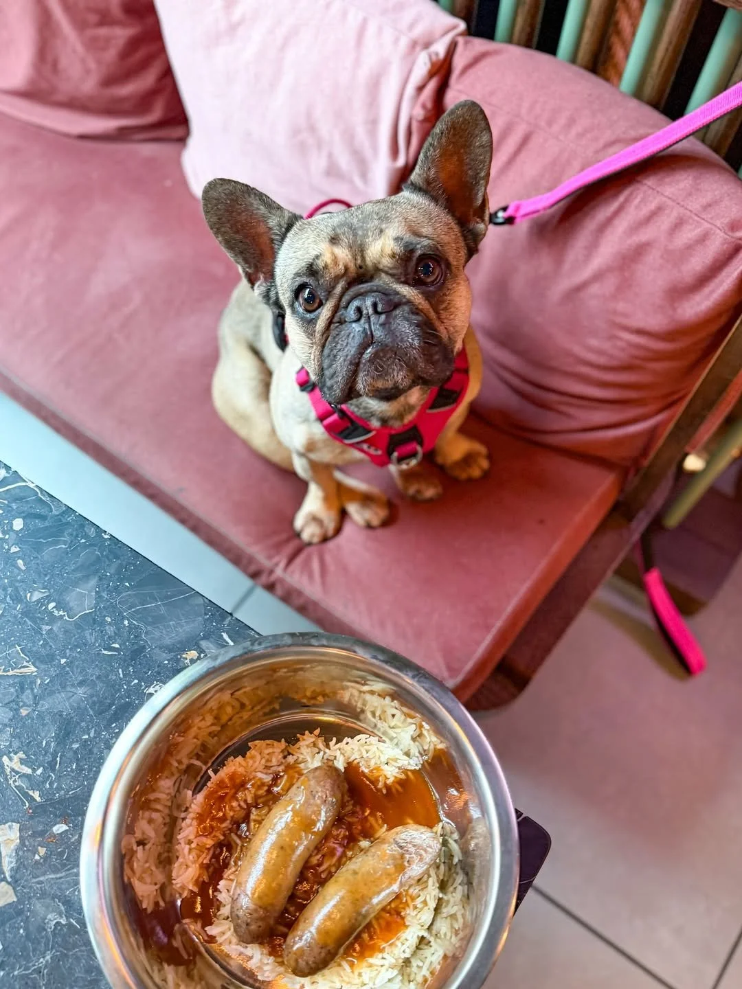 Good news, dog lovers! 🐶✨

Bring your furry friend to Motley and they&rsquo;ll get a free doggy meal, choose from pork sausage, shredded chicken, or beef meatballs with rice and gravy.

Because brunch, cocktails, and pups are always better together!