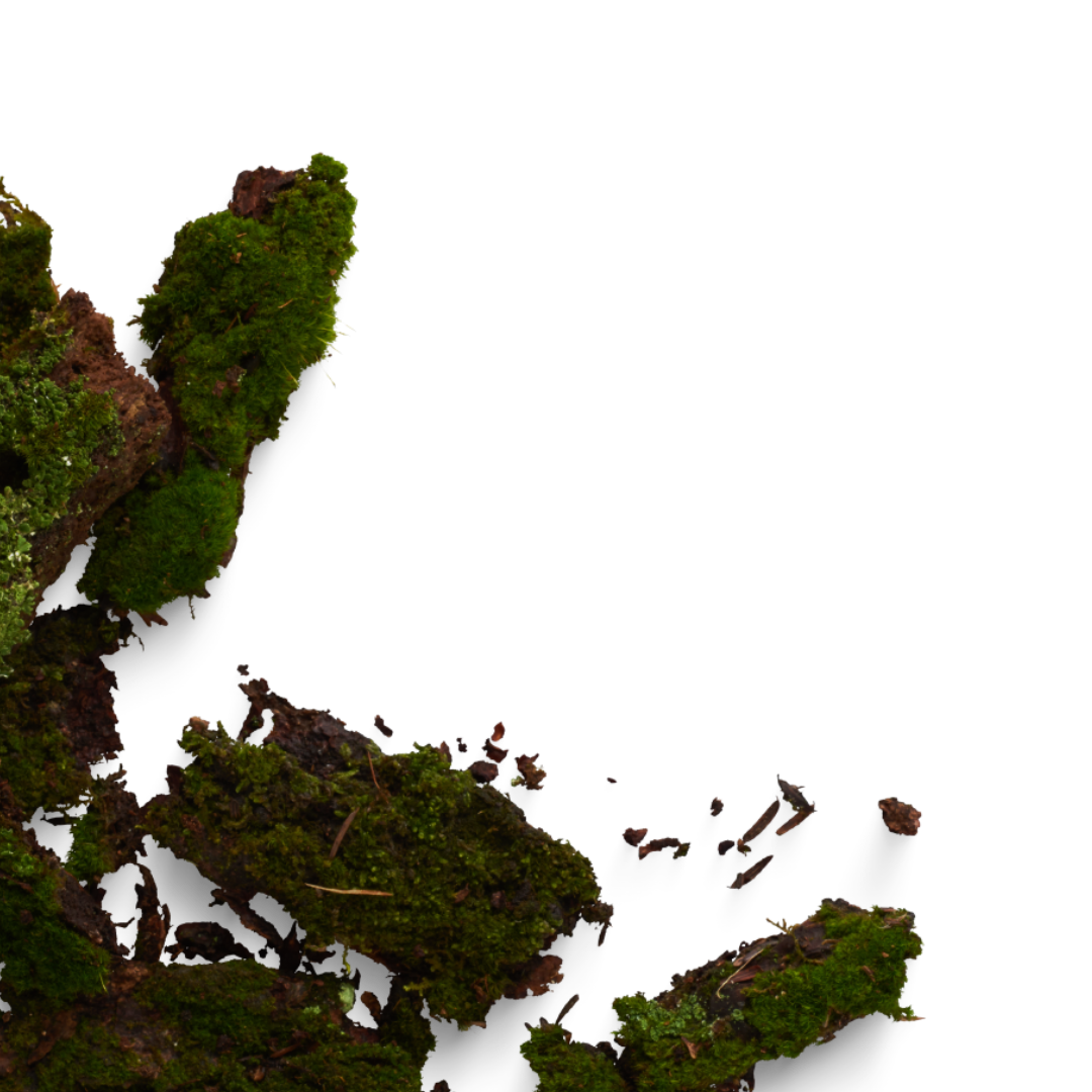 Close-up of moss-covered rocks with soil and small plants, isolated on a black background.
