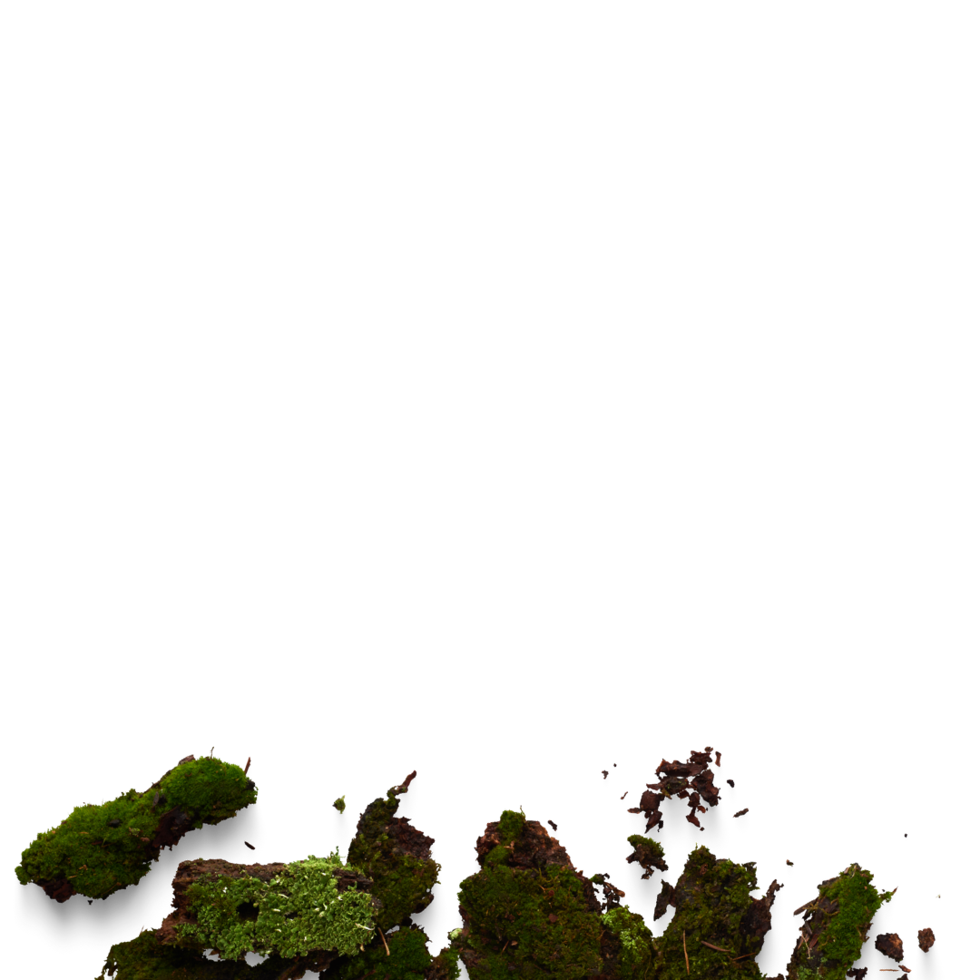 Different types of moss and small rocks arranged on a black background.