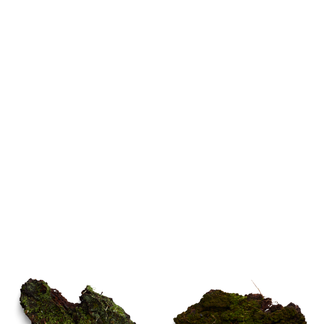 Two moss-covered tree stumps in a natural outdoor setting.