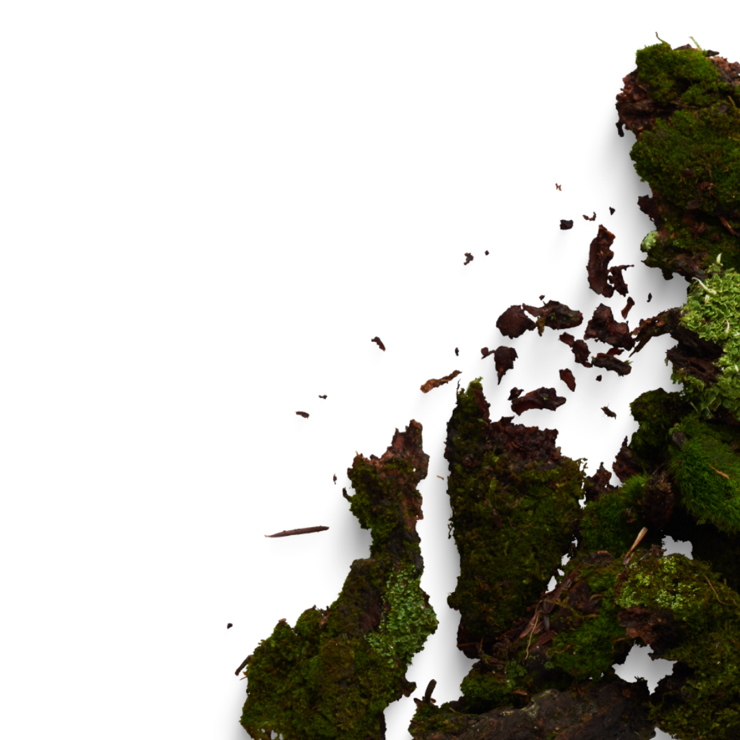 Close-up of moss and small rocks on soil with dark gaps.