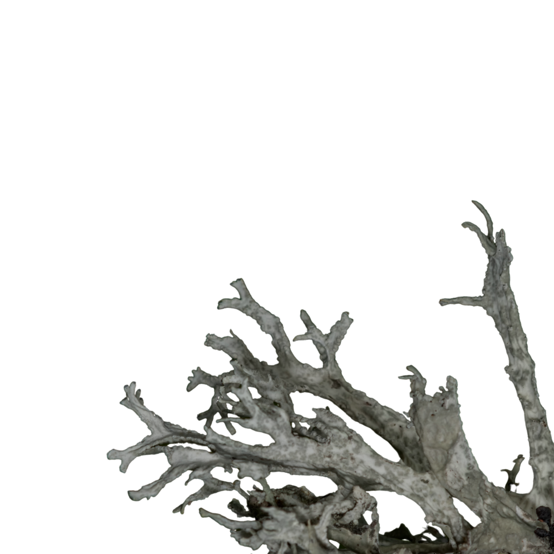 A dead, dried-out branch with twisted, gnarled twigs and no leaves.