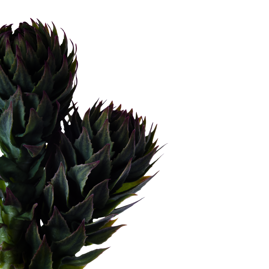 Close-up of green and purple succulent plants.