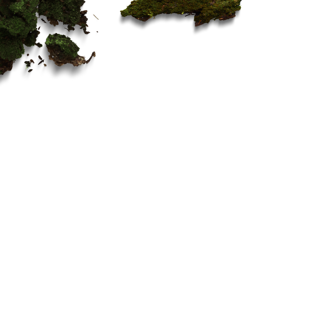 Close-up of moss-covered rocks and small pieces of bark on a black background.