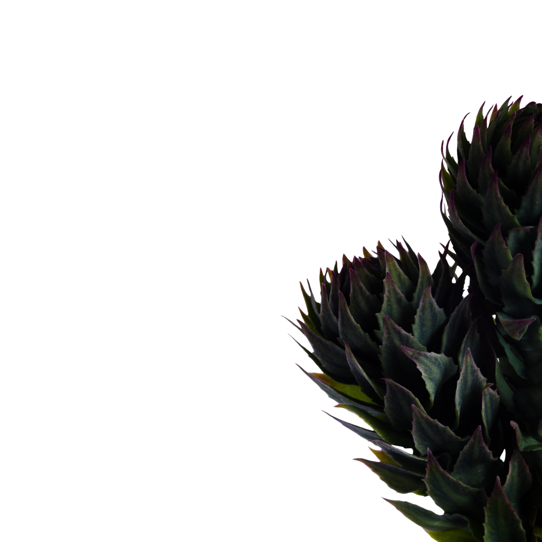 Close-up of a dark green and purple succulent plant on the right side of the image
