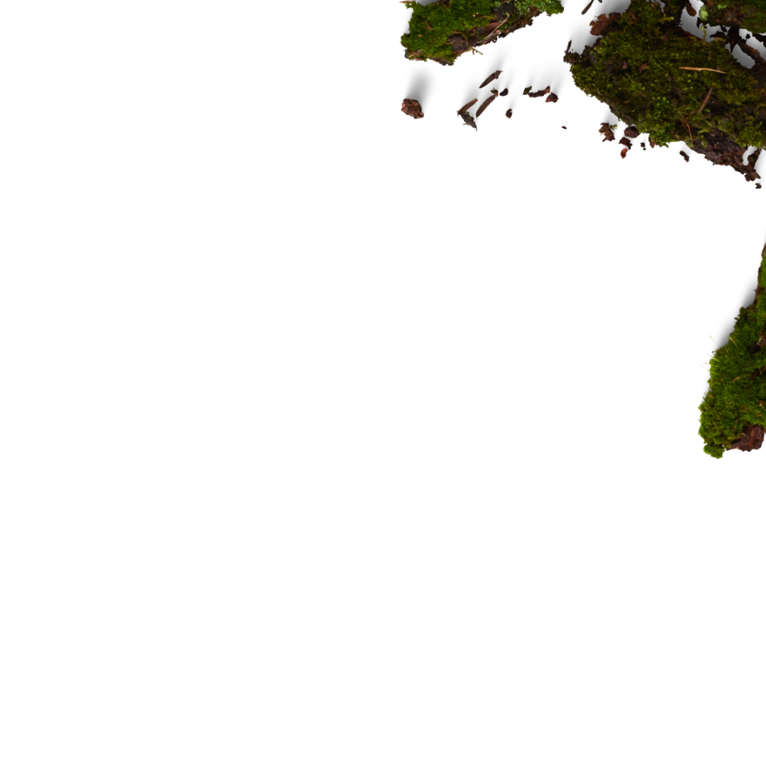 Close-up of moss-covered rocks and small pieces of bark on a black background.