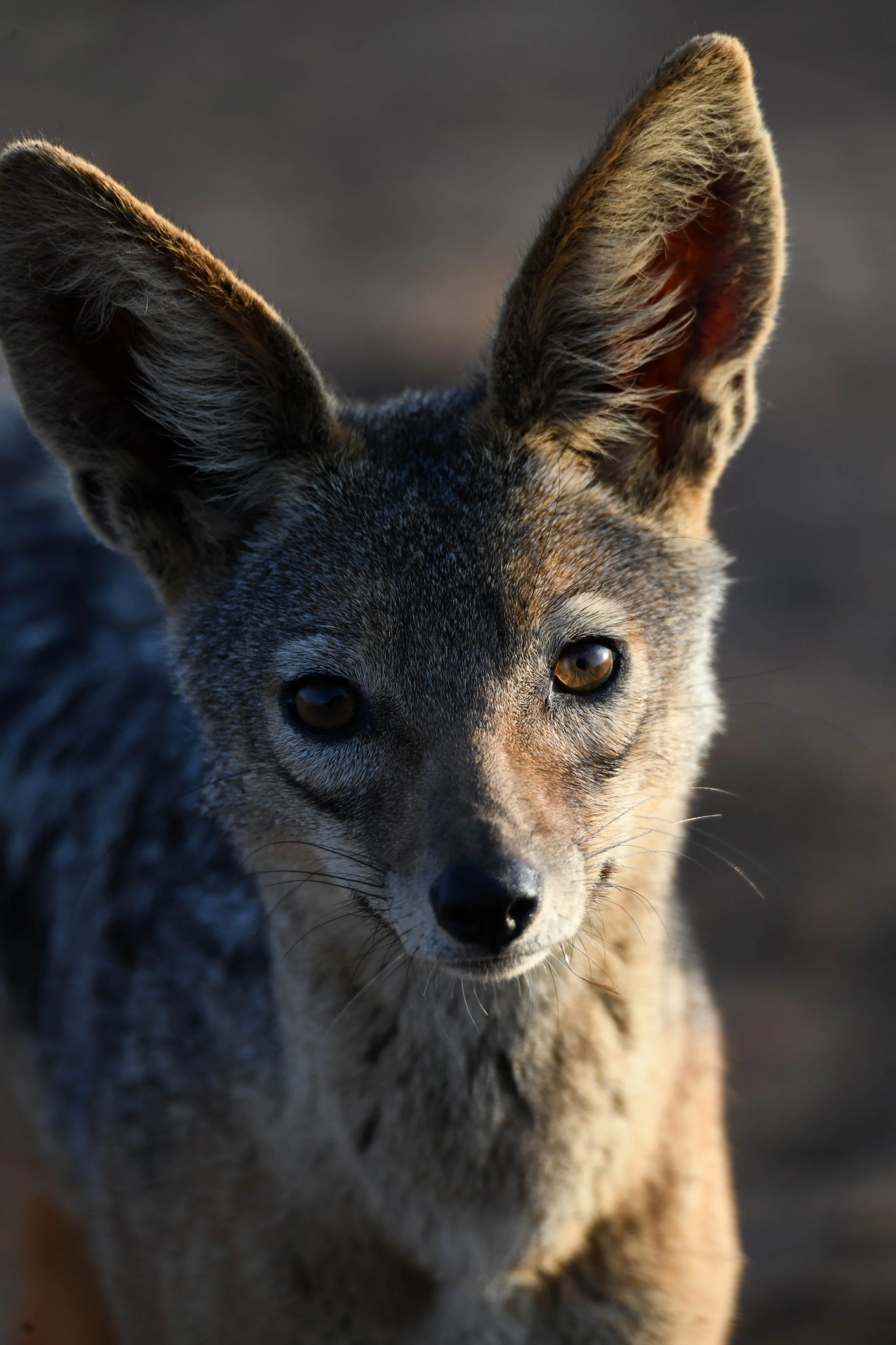 Un chacal bien curieux