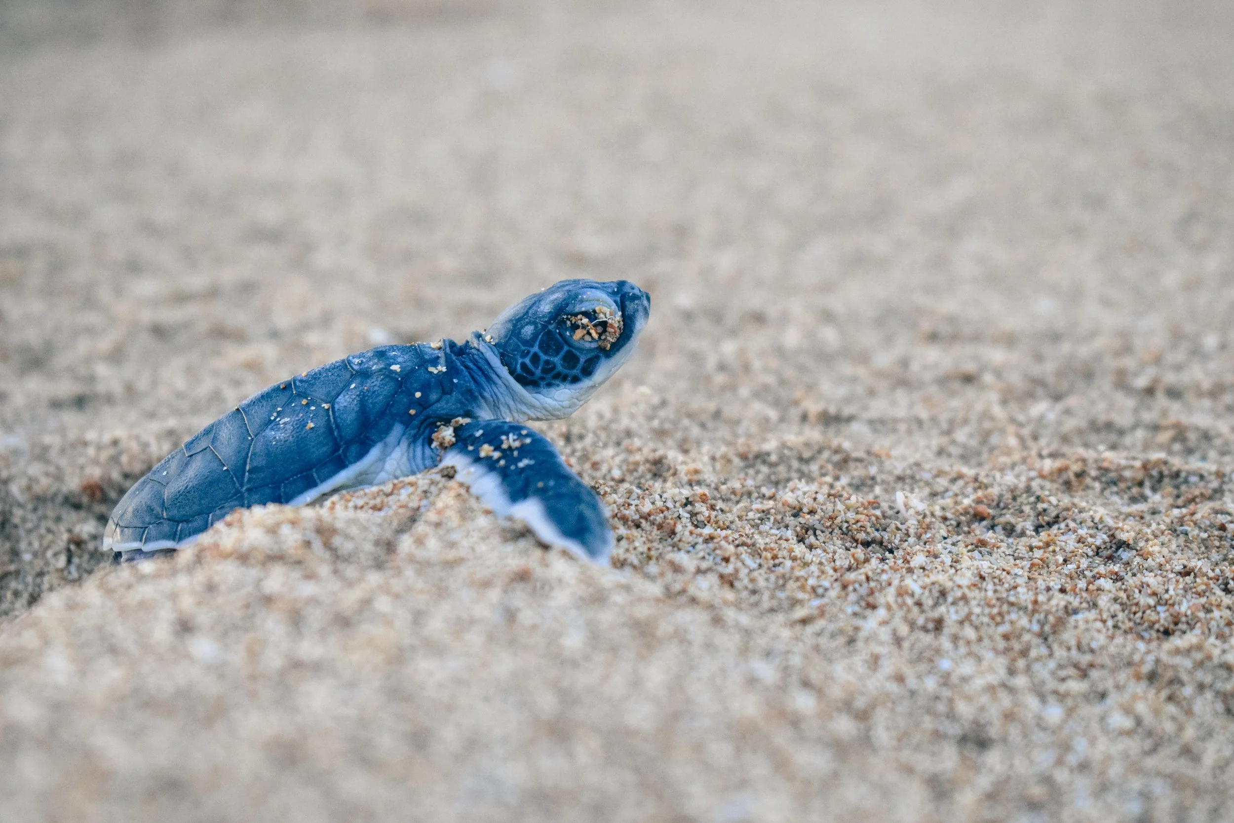 Prémices d'un long voyage