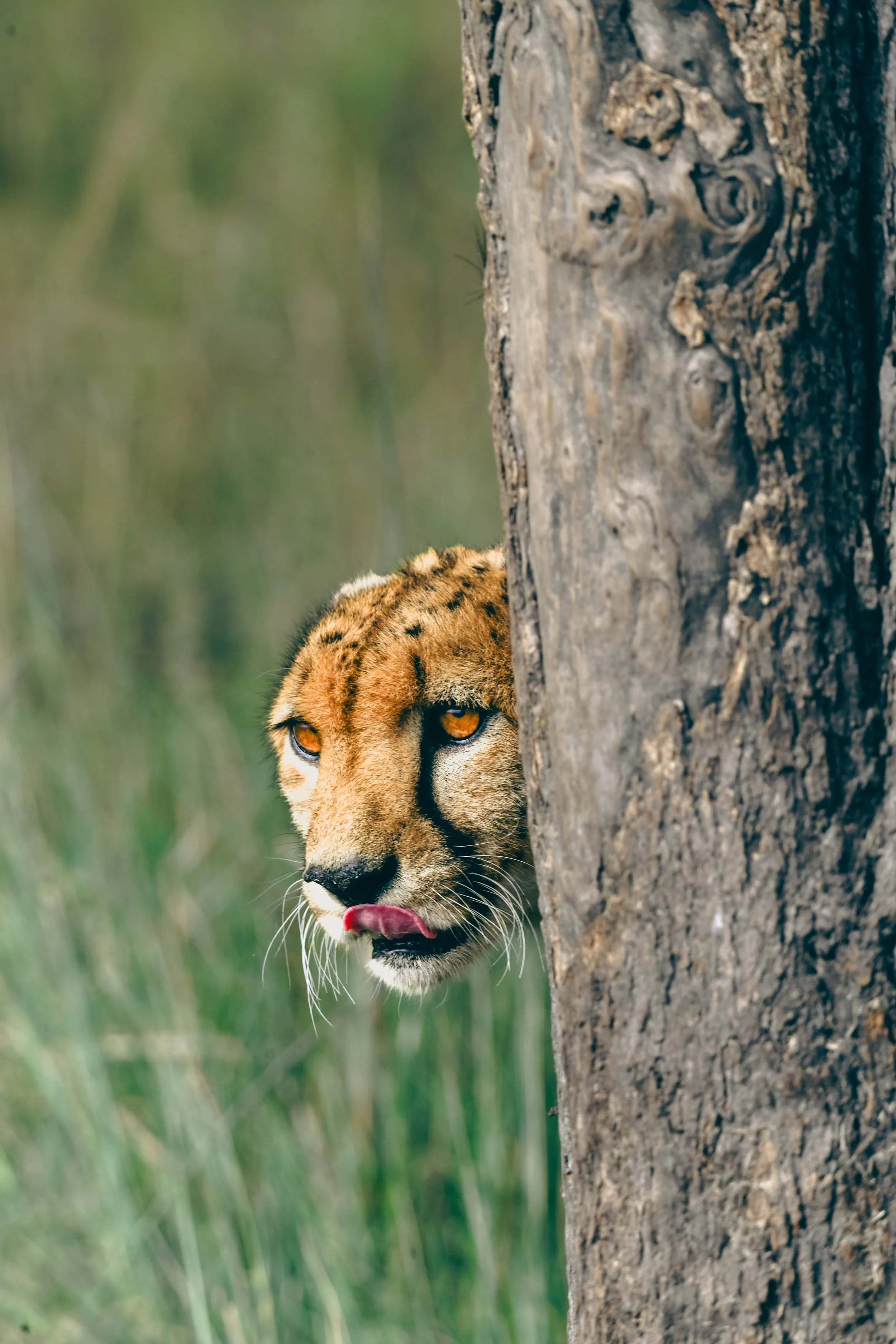 Cache-cache avec un guépard