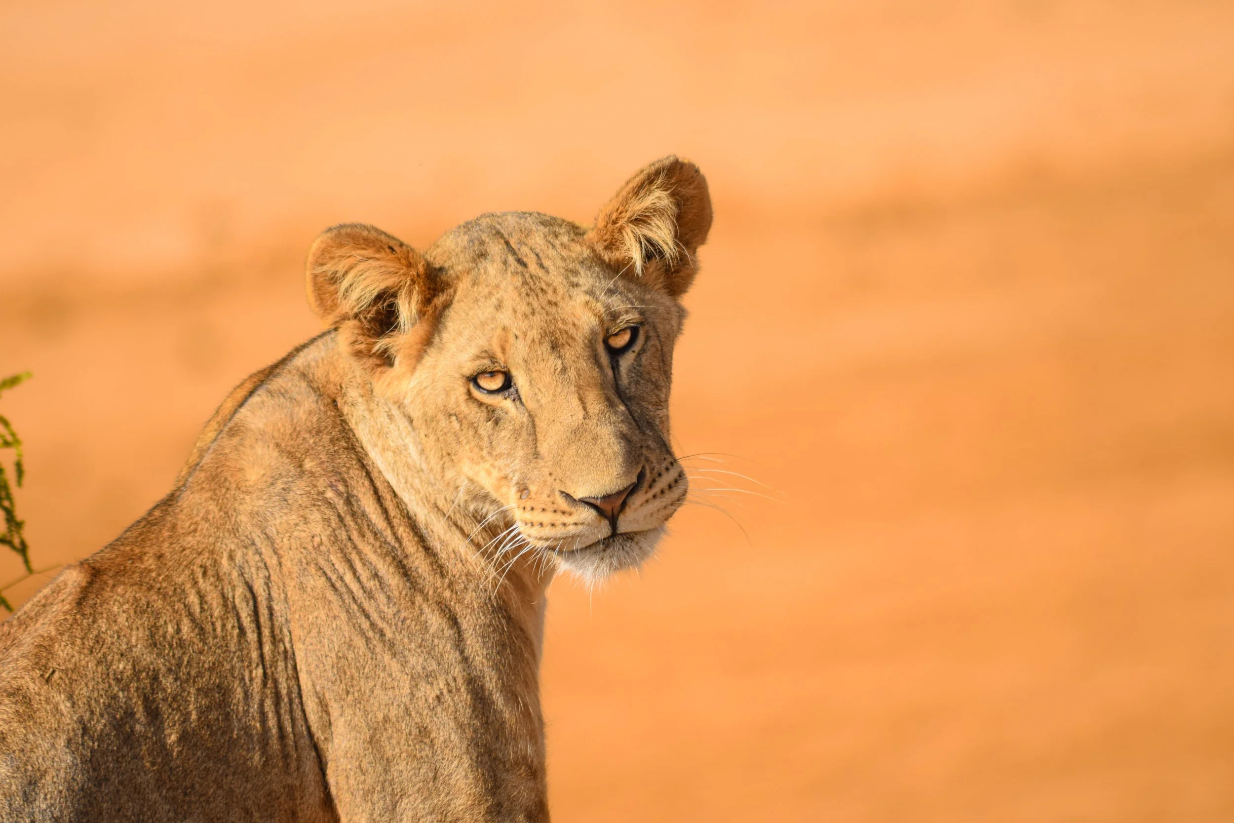 Promesse de puissance
