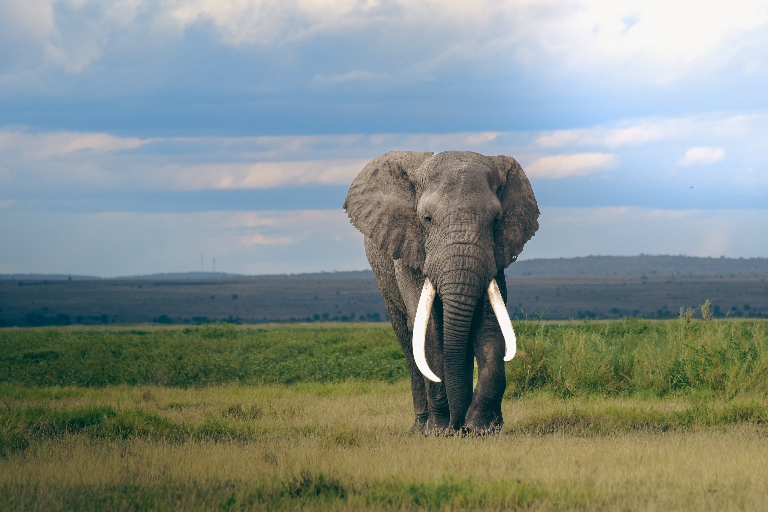 Le géant de la savane