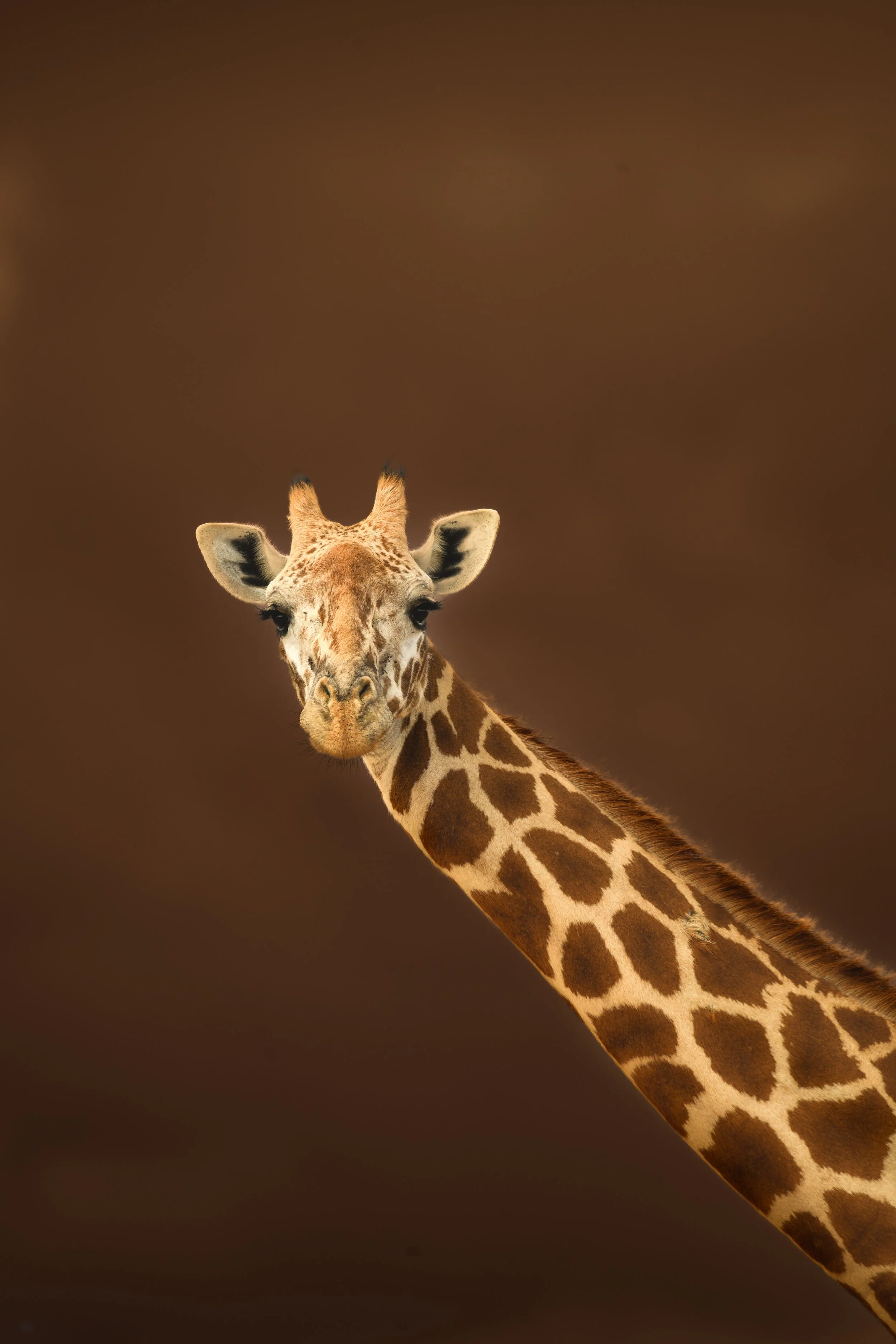 Quand la nature devient art