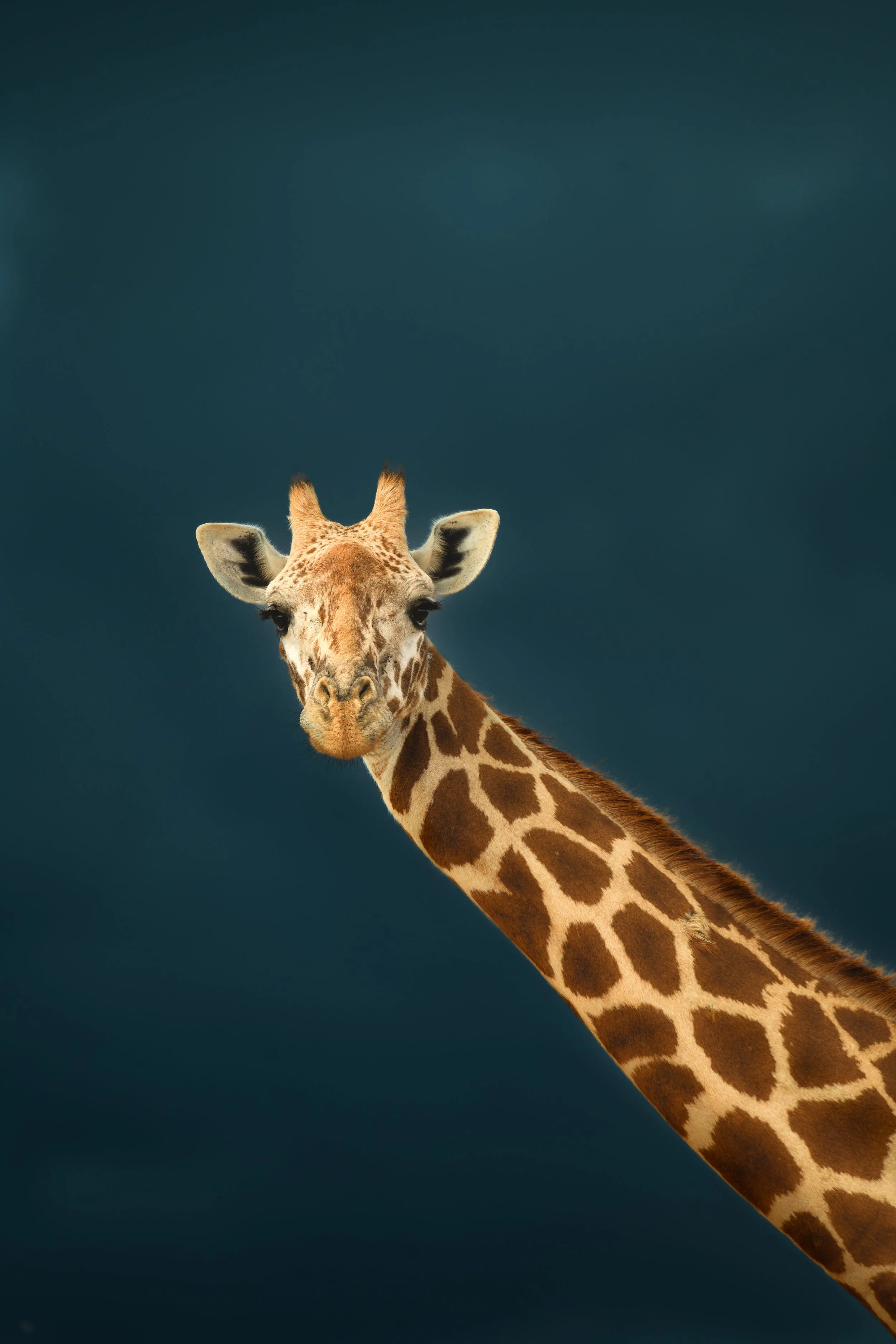 Quand la nature devient art