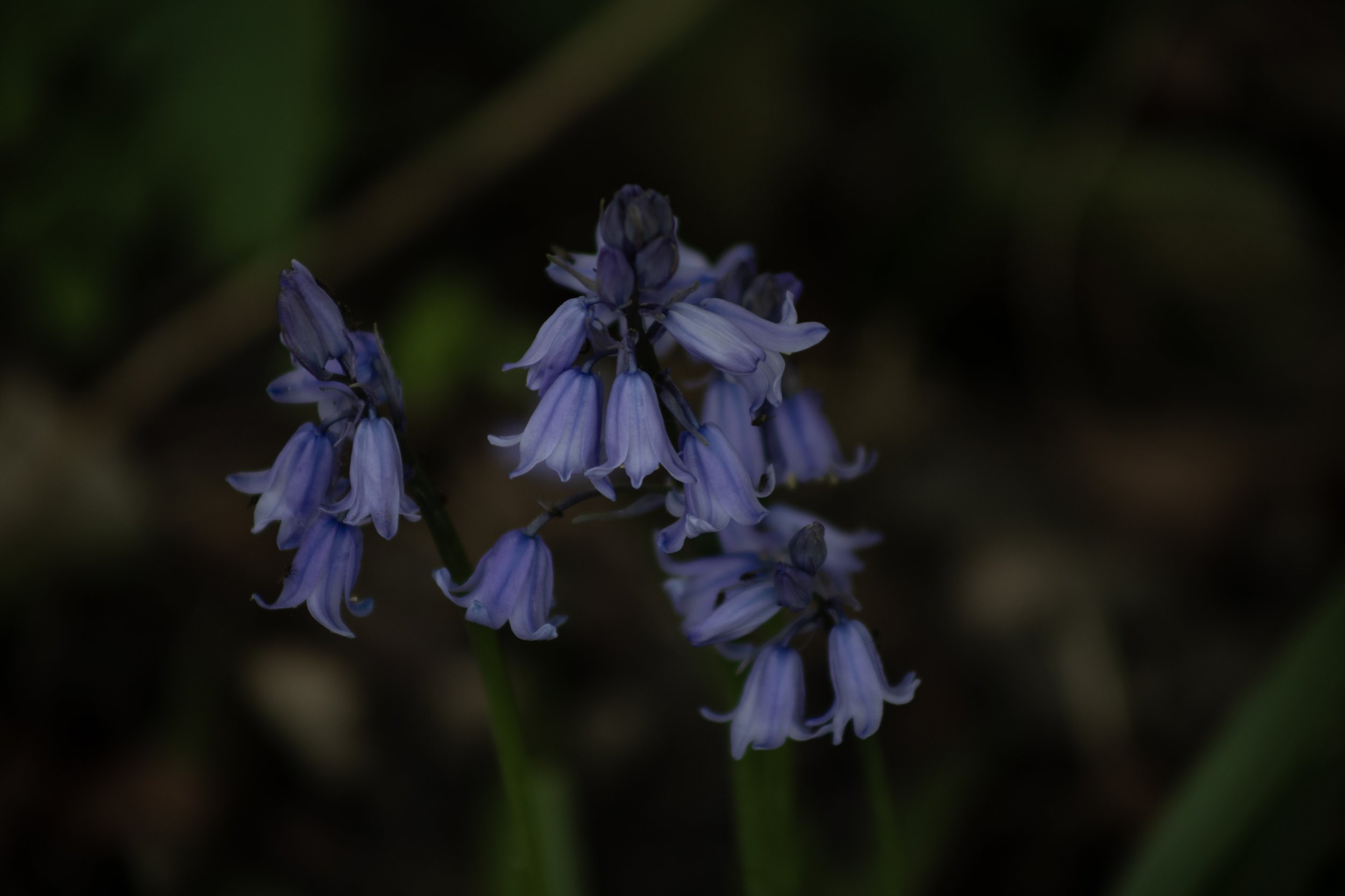 F54A2313.jpg